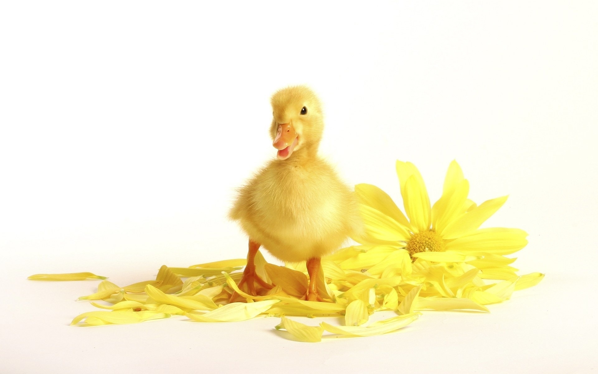 animals, ducks download for free