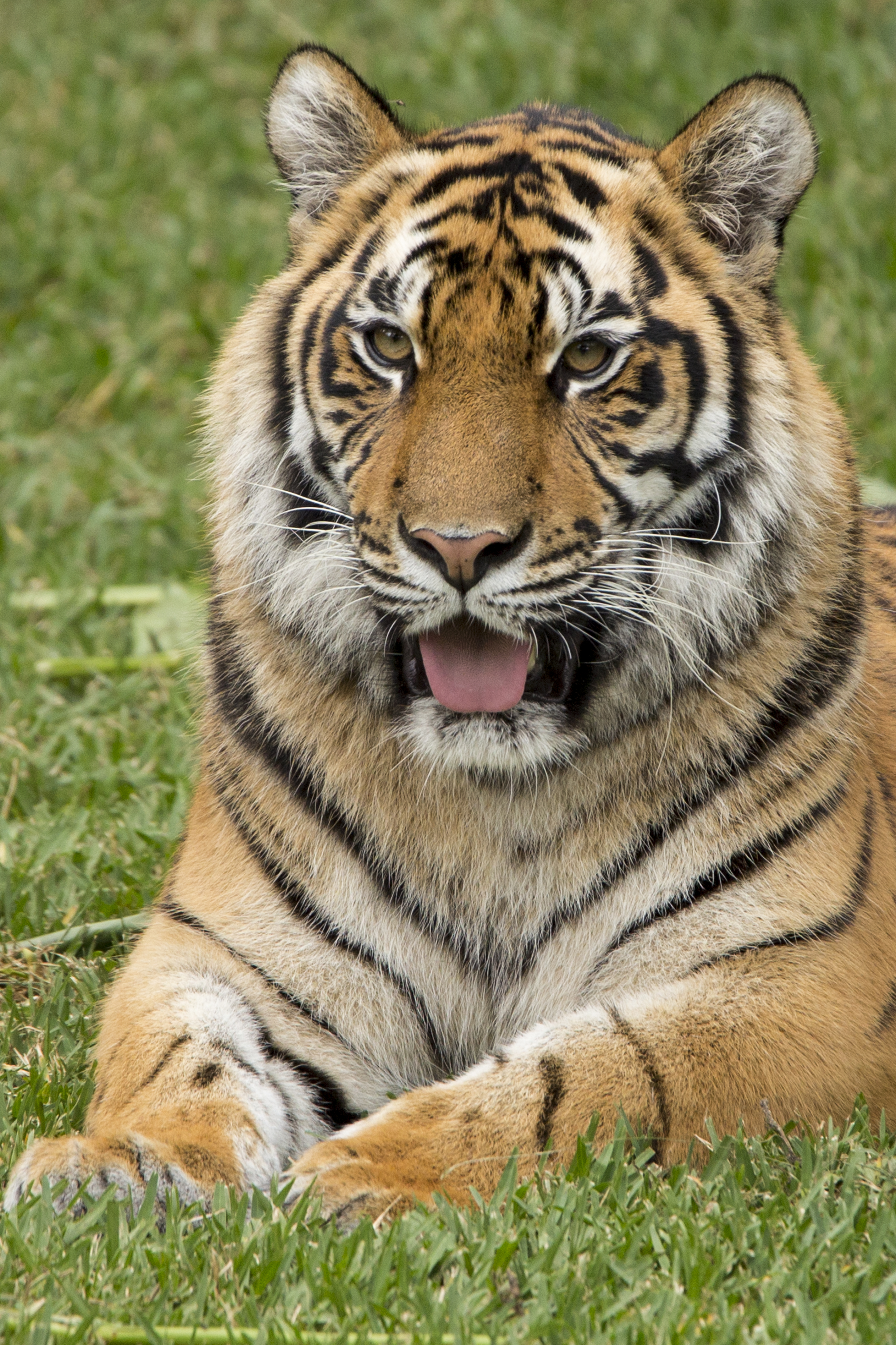 funny, animals, predator, tiger, protruding tongue, tongue stuck out QHD