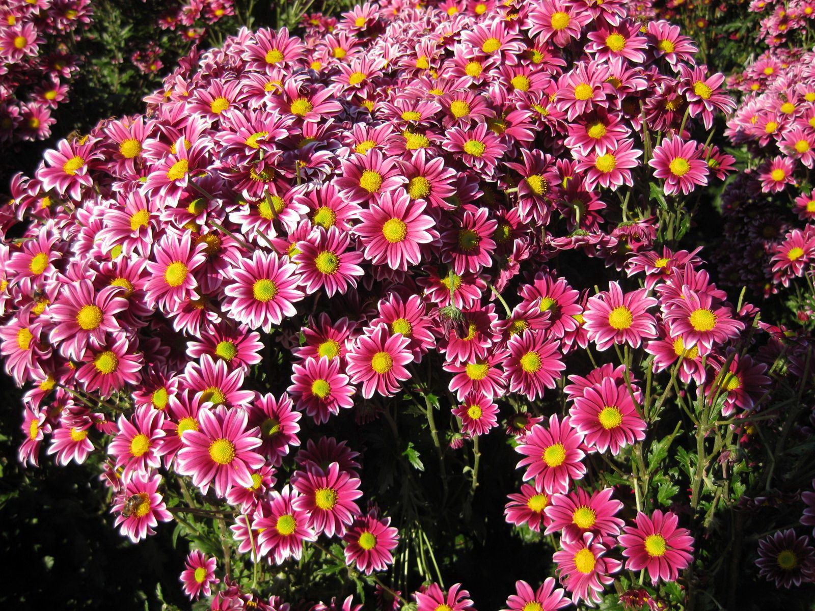 UHD wallpaper chrysanthemum, flowers, sunny, garden