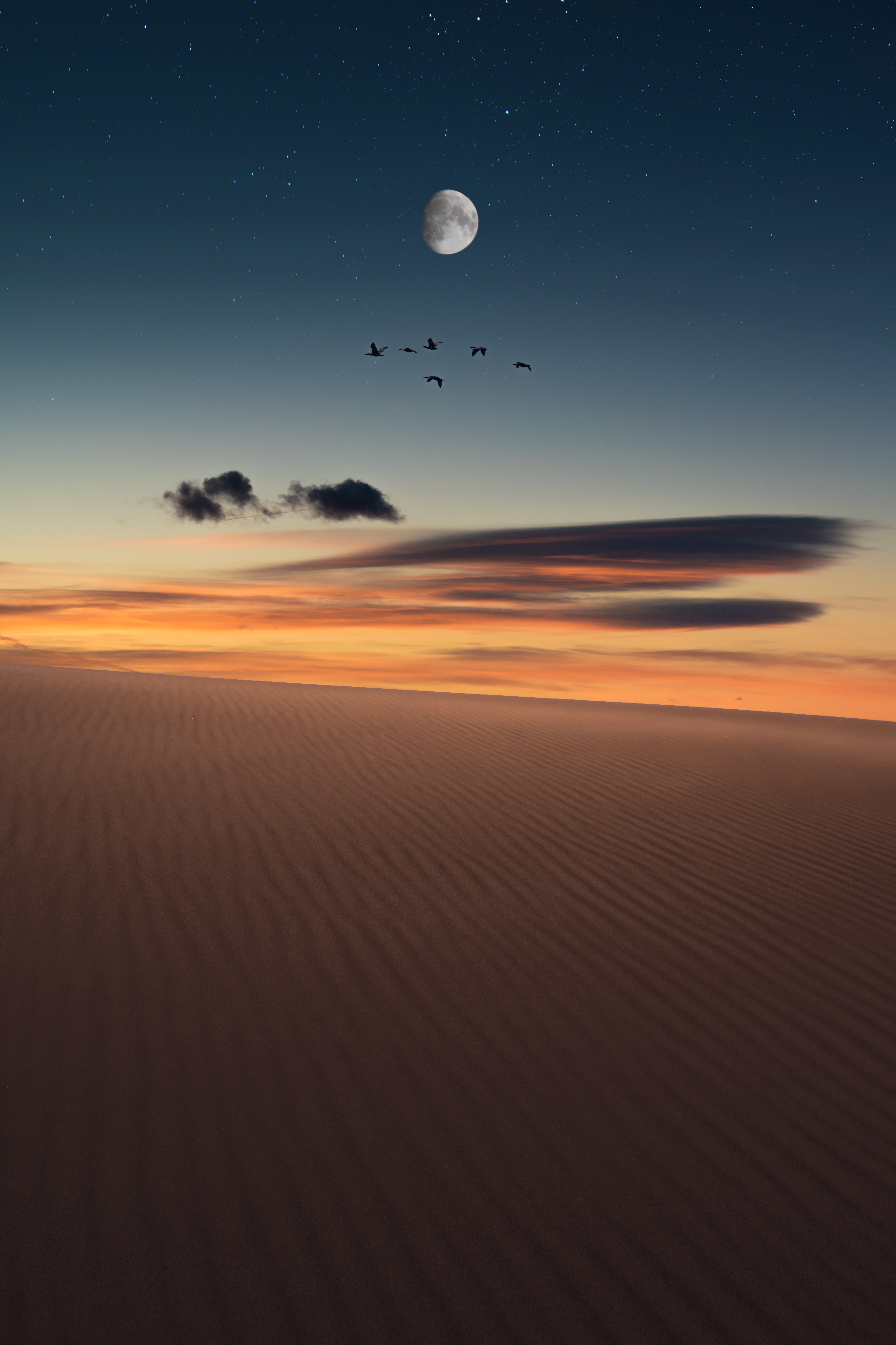 birds, nature, desert, starry sky, full moon HD wallpaper