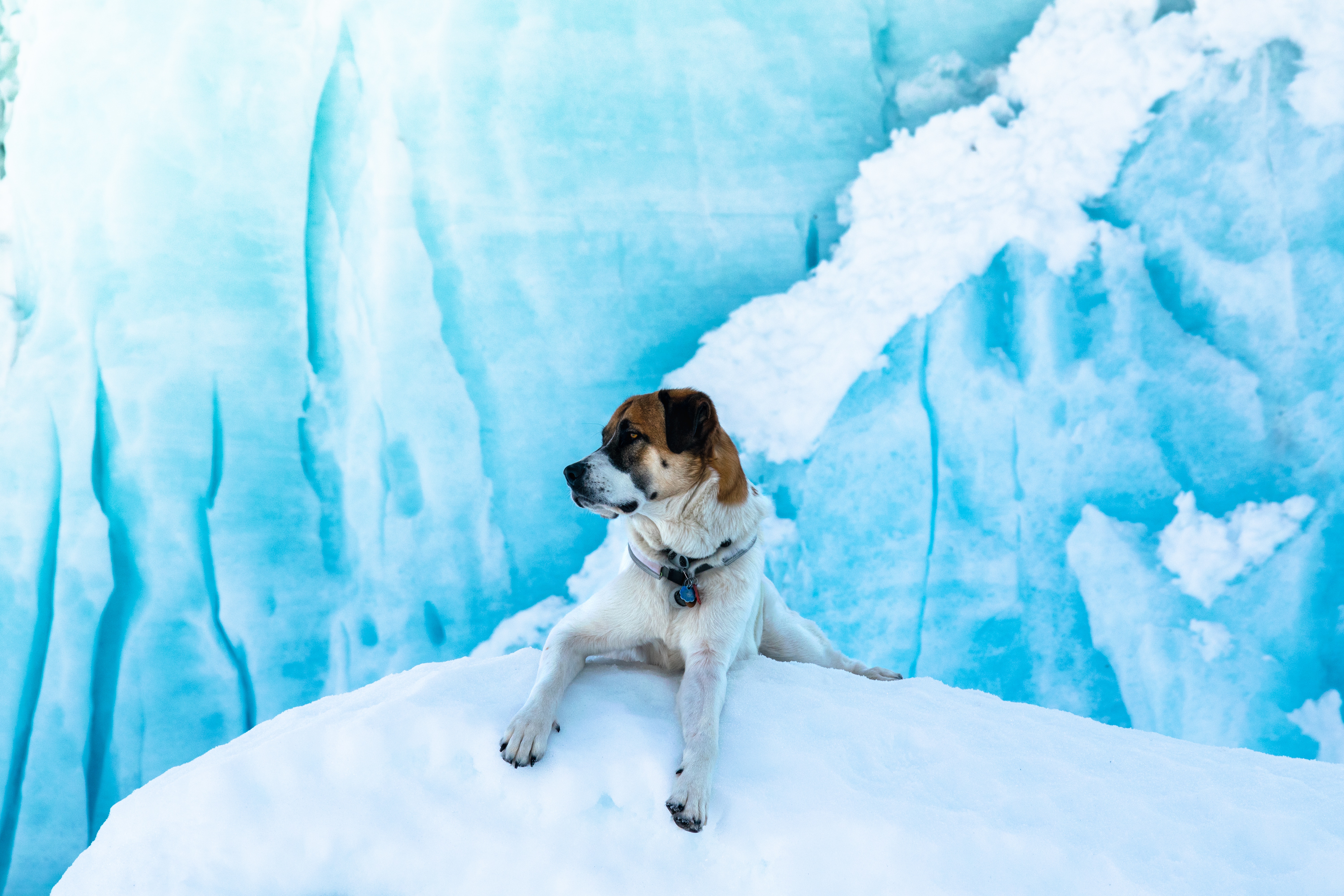 Laden Sie das Tiere, Eis, Schnee, Lügen, Liegt, Hund, Eisschollen-Bild kostenlos auf Ihren PC-Desktop herunter