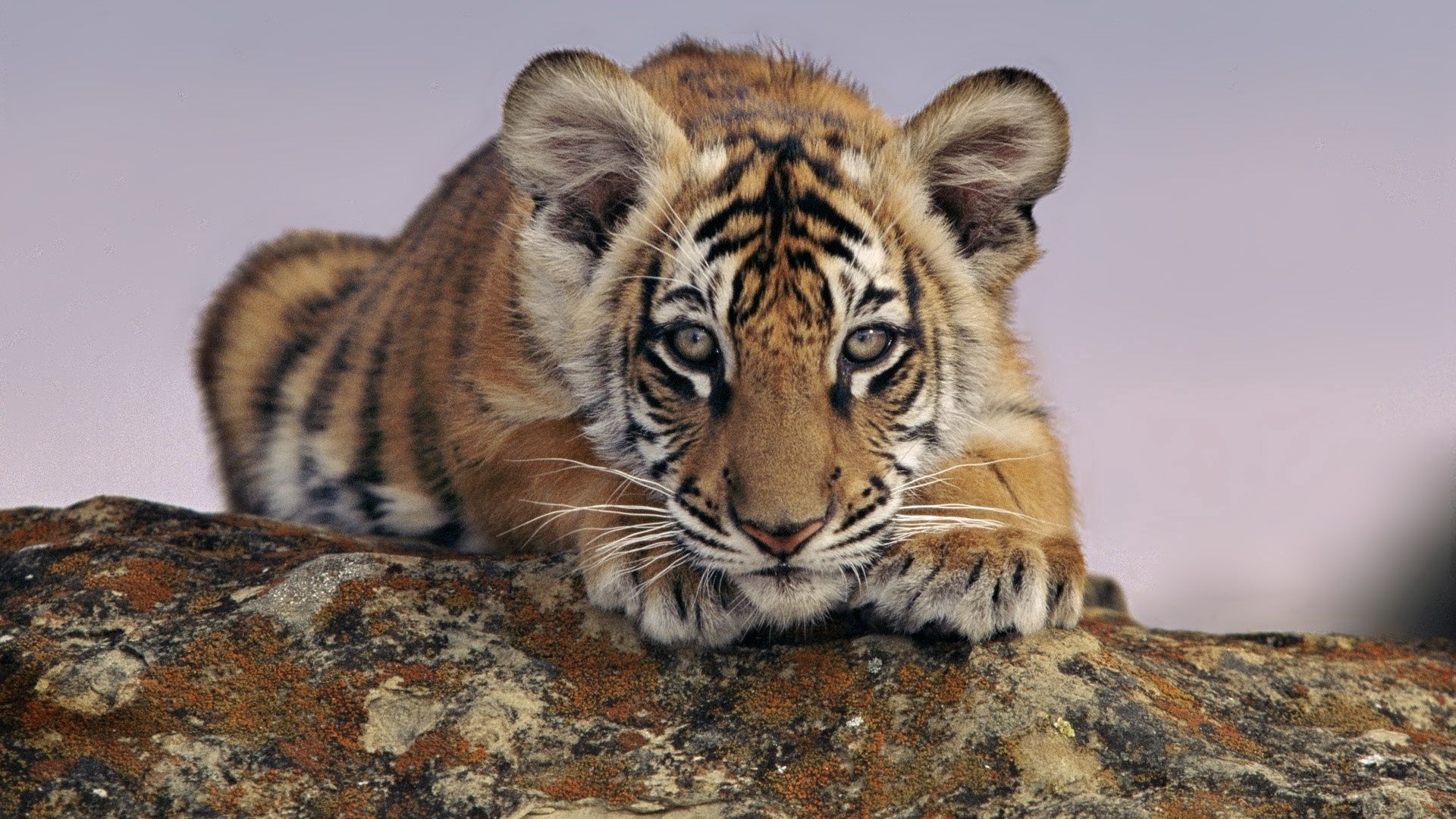 98662 Bild herunterladen tiere, junge, raubtier, predator, tiger, kind, tot, joey, tigerjunges - Hintergrundbilder und Bildschirmschoner kostenlos