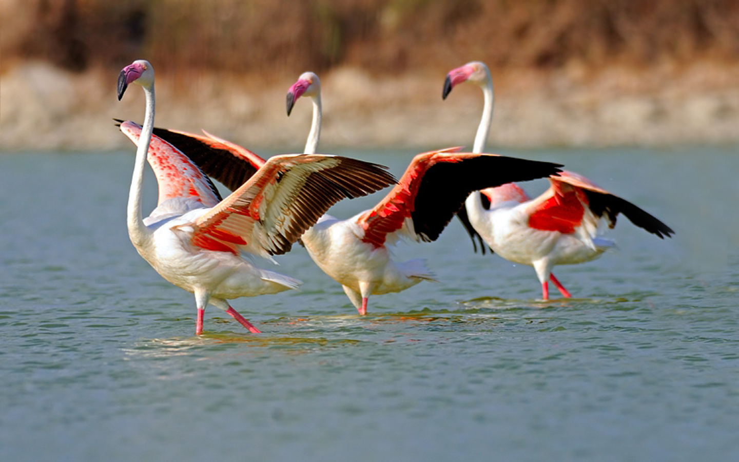 HD desktop wallpaper: Birds, Flamingo, Bird, Animal, Flock Of Birds  download free picture #263525