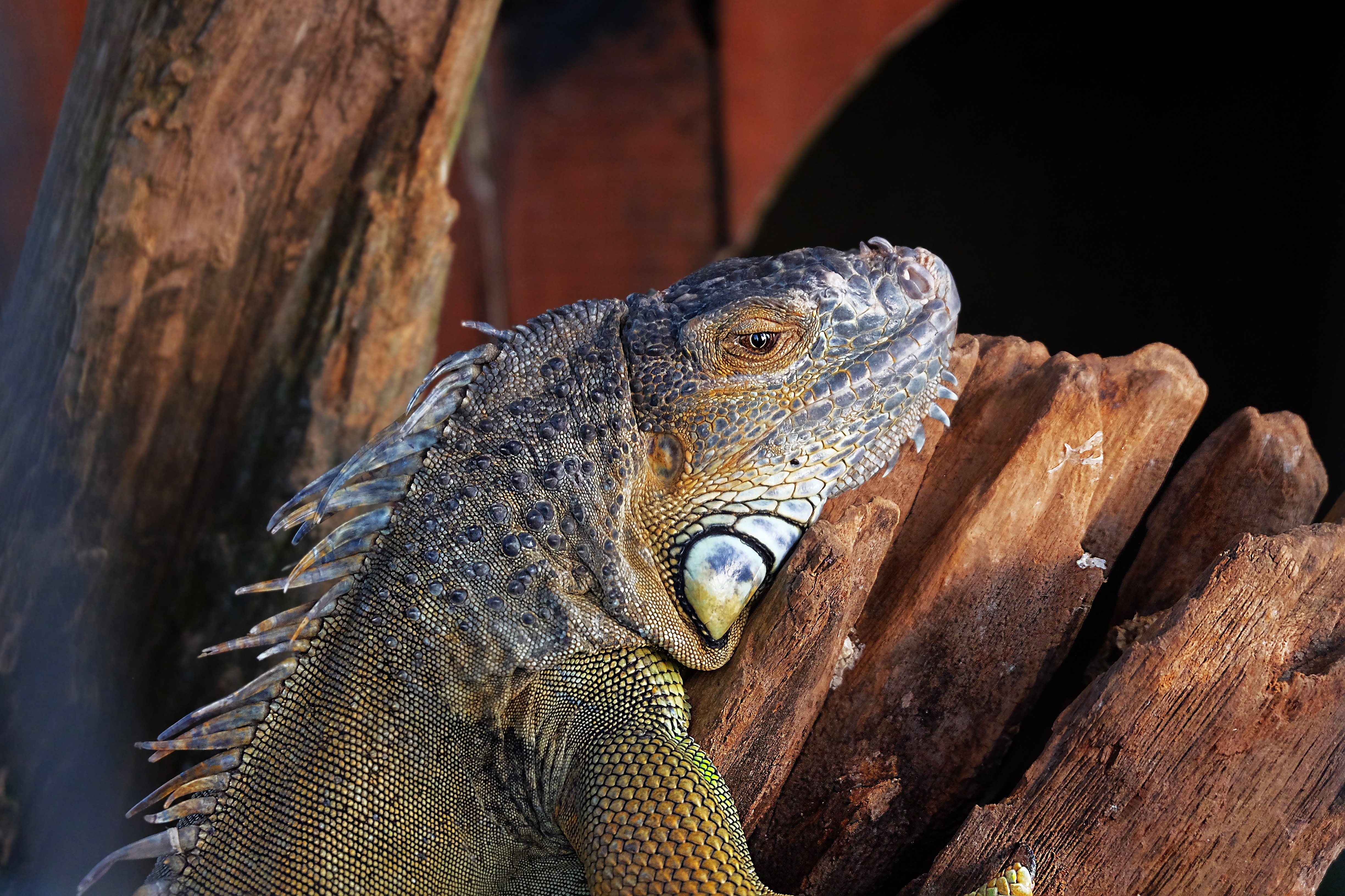 127036 Bildschirmschoner und Hintergrundbilder Leguan auf Ihrem Telefon. Laden Sie tiere, iguana, farbe, reptil Bilder kostenlos herunter