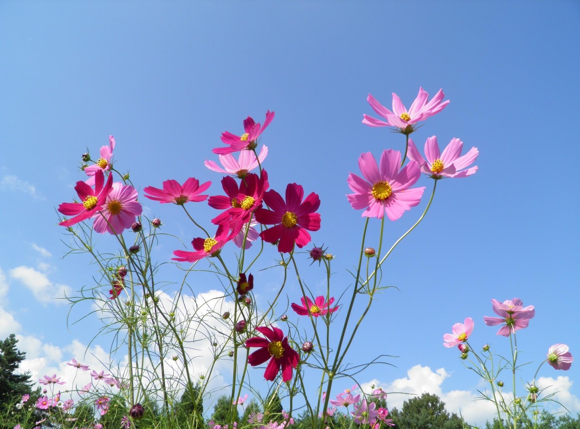 kosmeya, sunny, sky, flowers Horizontal Wallpapers