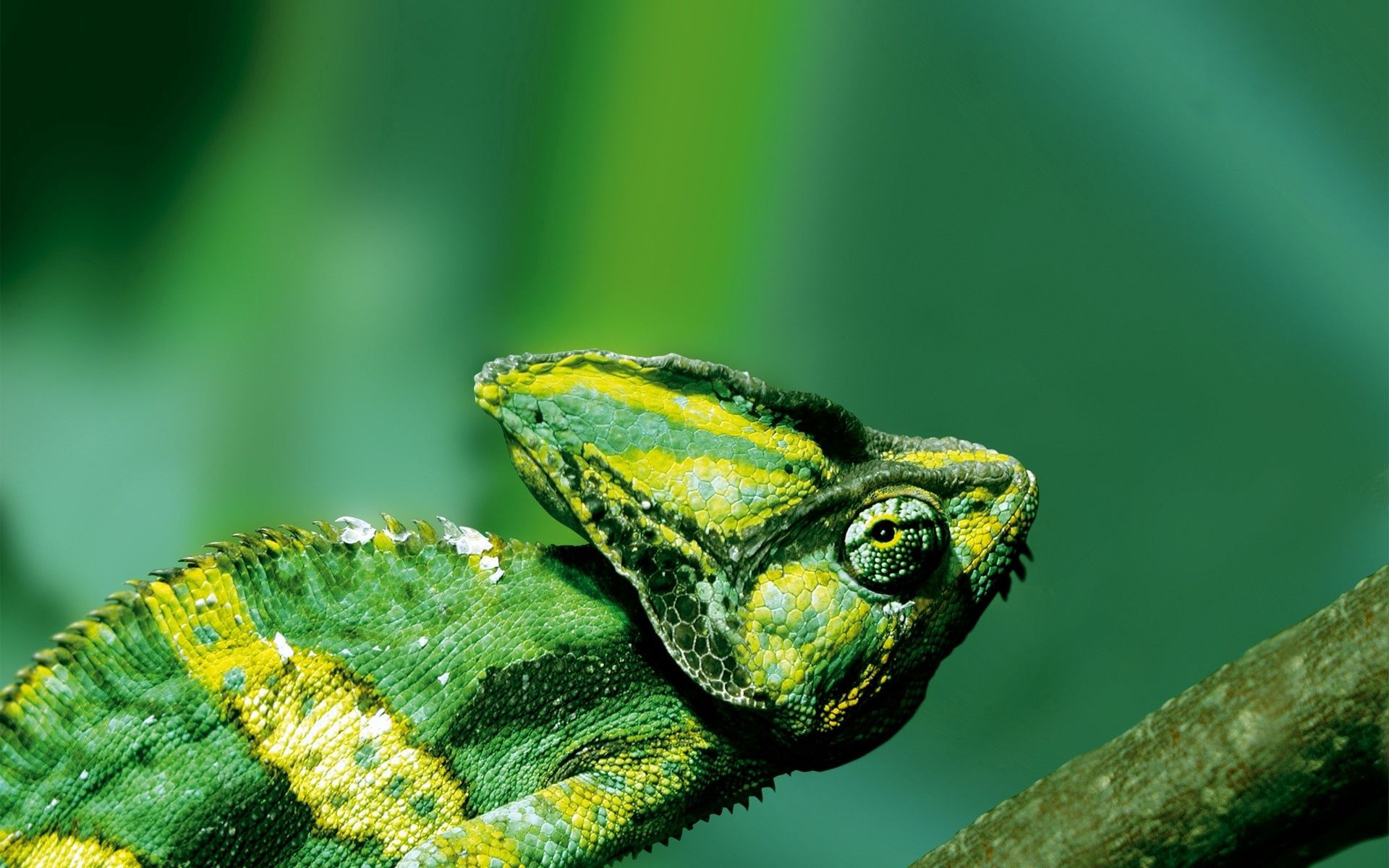 Laden Sie das Farbe, Tiere, Reptil, Reptile, Chamäleon-Bild kostenlos auf Ihren PC-Desktop herunter