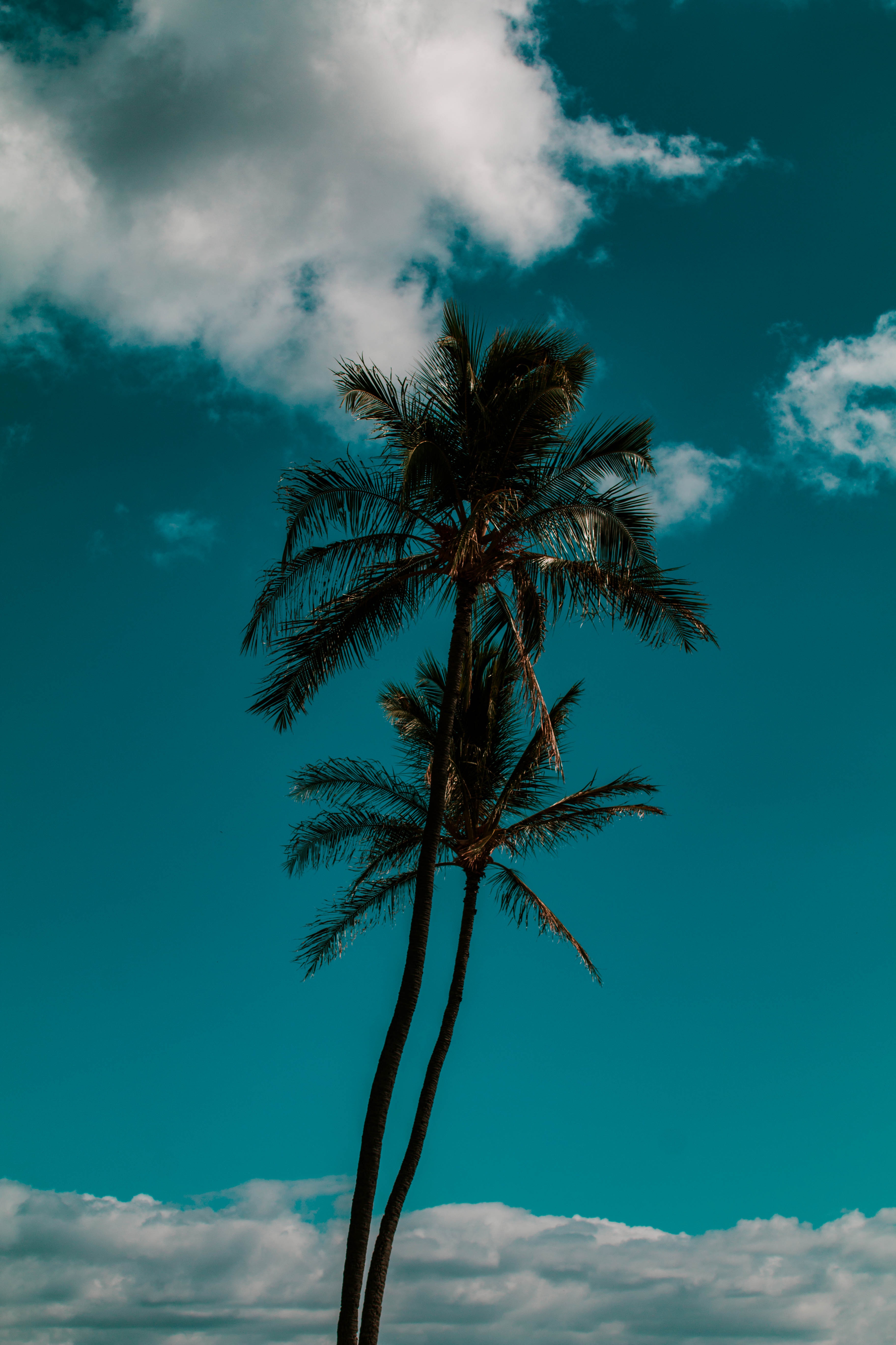 trees, nature, sky, palm, clouds, tropics phone wallpaper