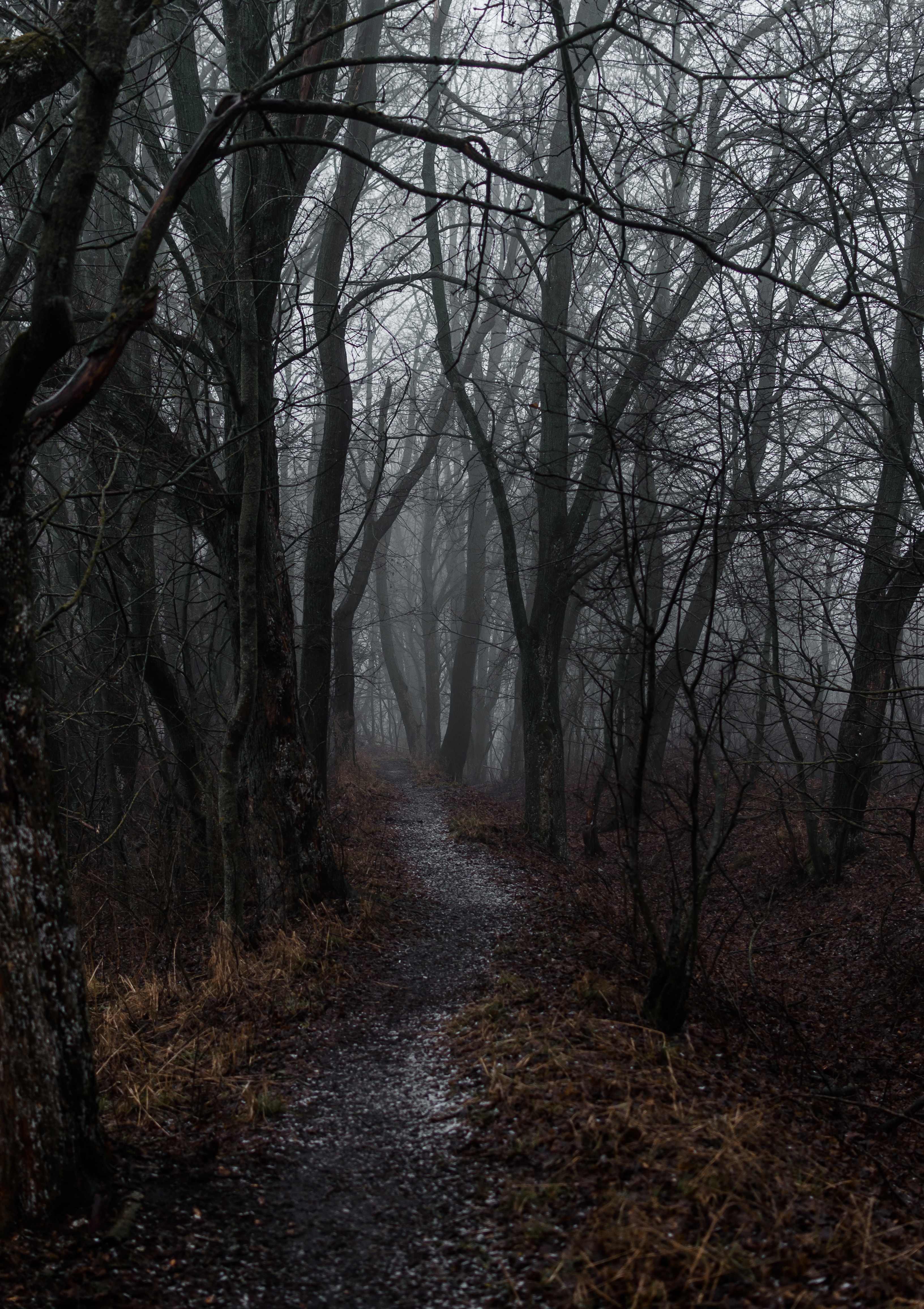 forest, autumn, fog, path, nature 4K Ultra