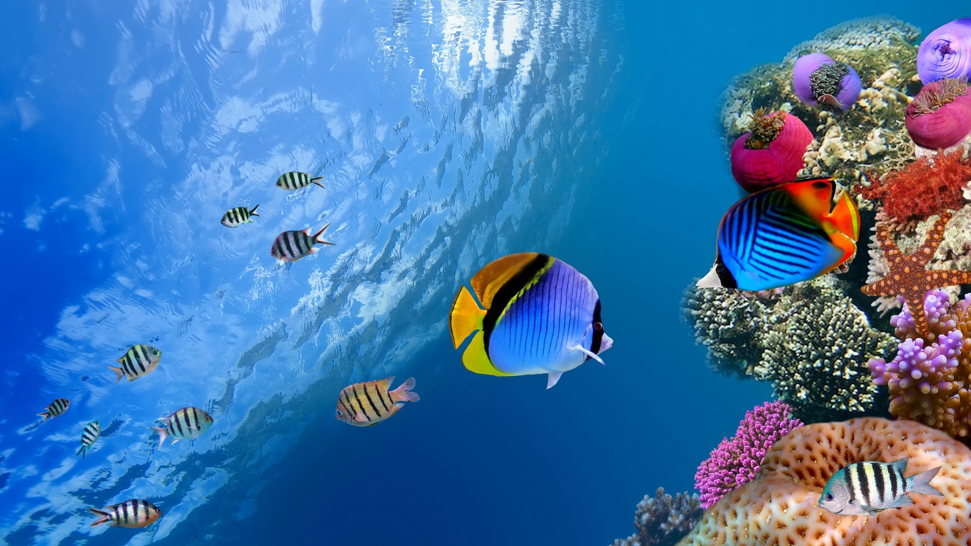 21022 Hintergrundbild herunterladen fische, tiere, sea, blau - Bildschirmschoner und Bilder kostenlos