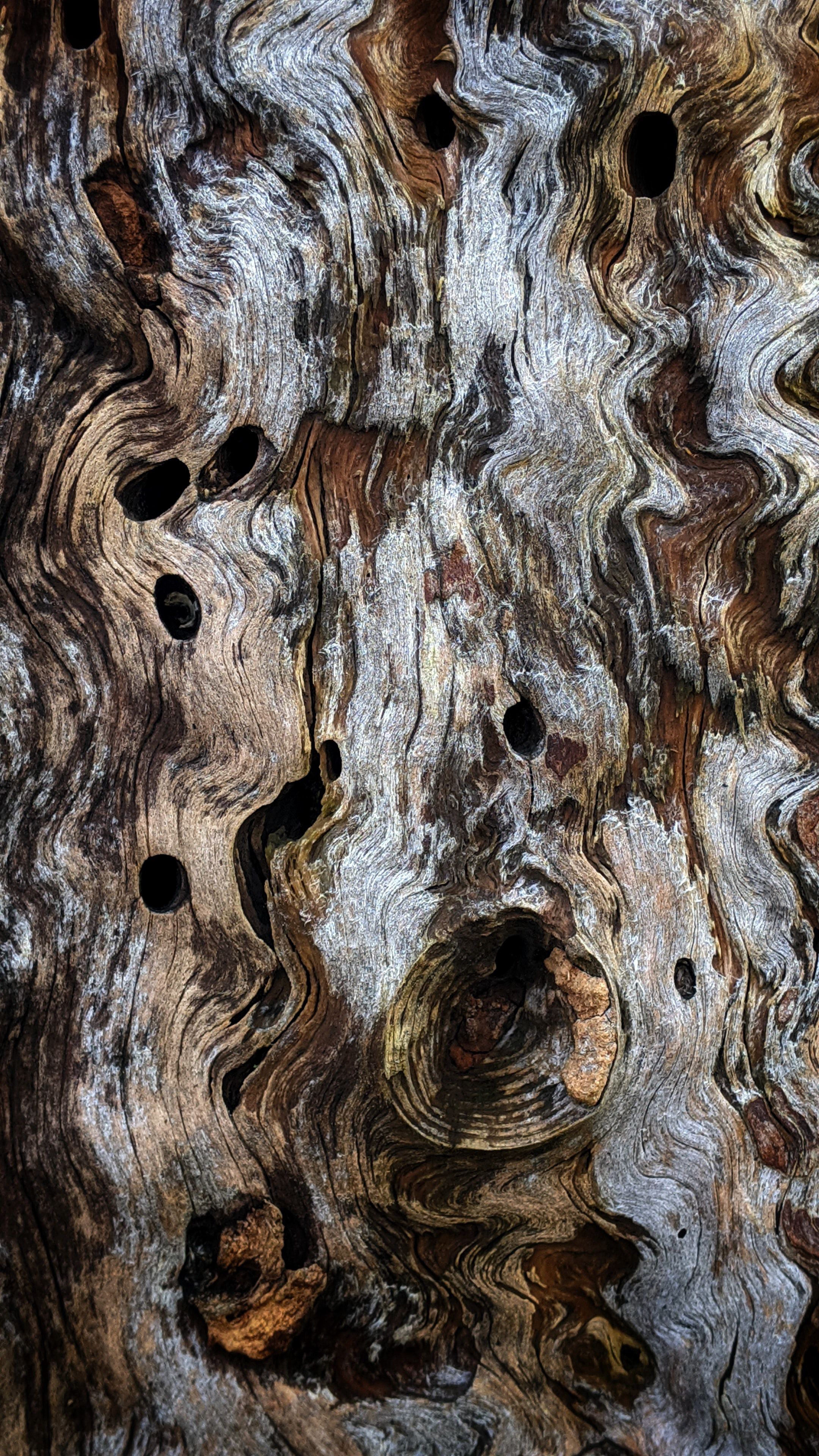 Phone Wallpaper wood, textures, bark, texture