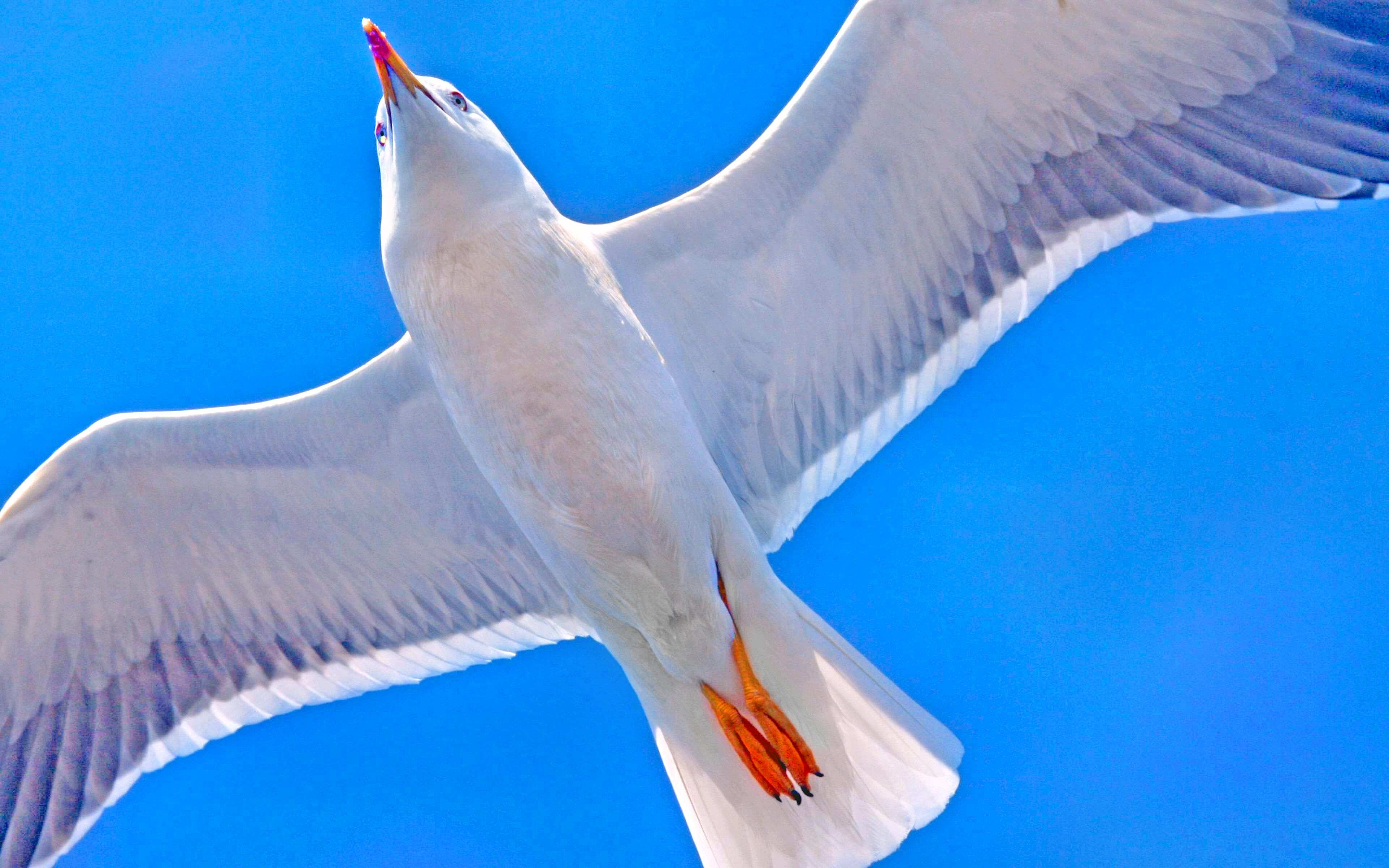 animal, seagull, bird, blue, flight, sunny, birds 32K