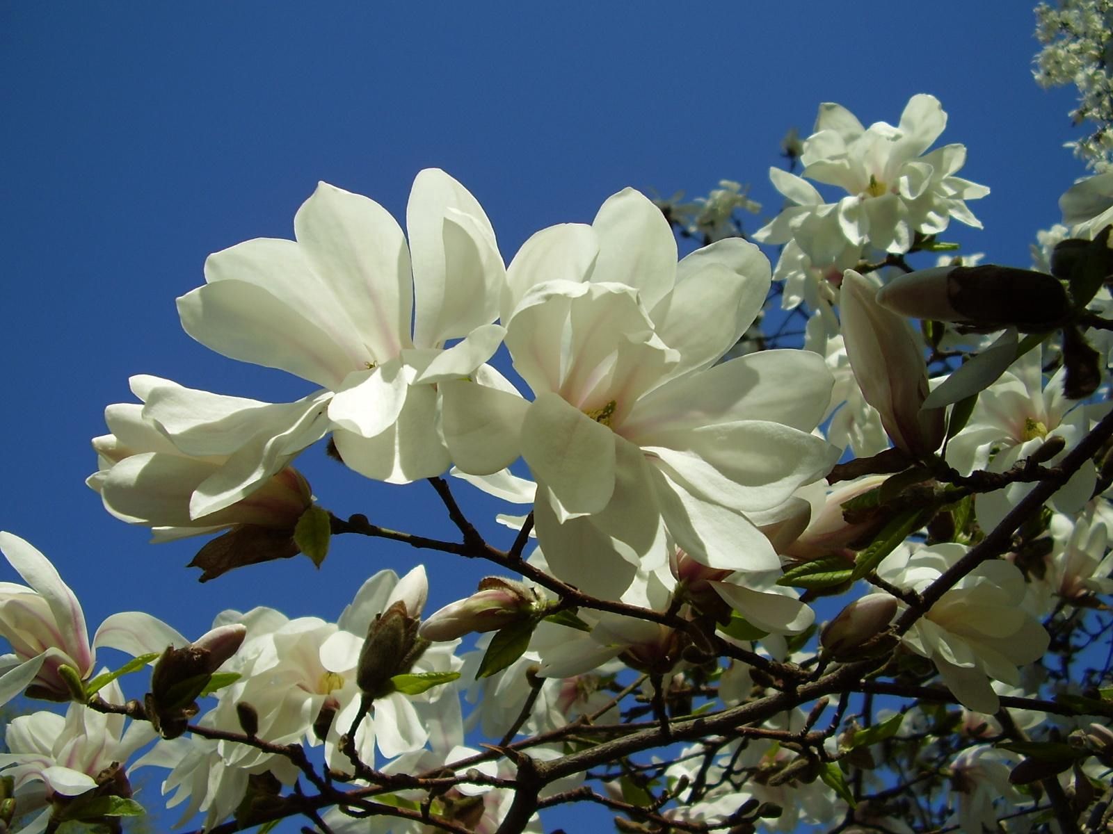 83573 Hintergrundbild herunterladen blumen, sky, weiß, nahaufnahme, geäst, zweige, blühen, blühenden, nahansicht, magnolie, magnolia - Bildschirmschoner und Bilder kostenlos