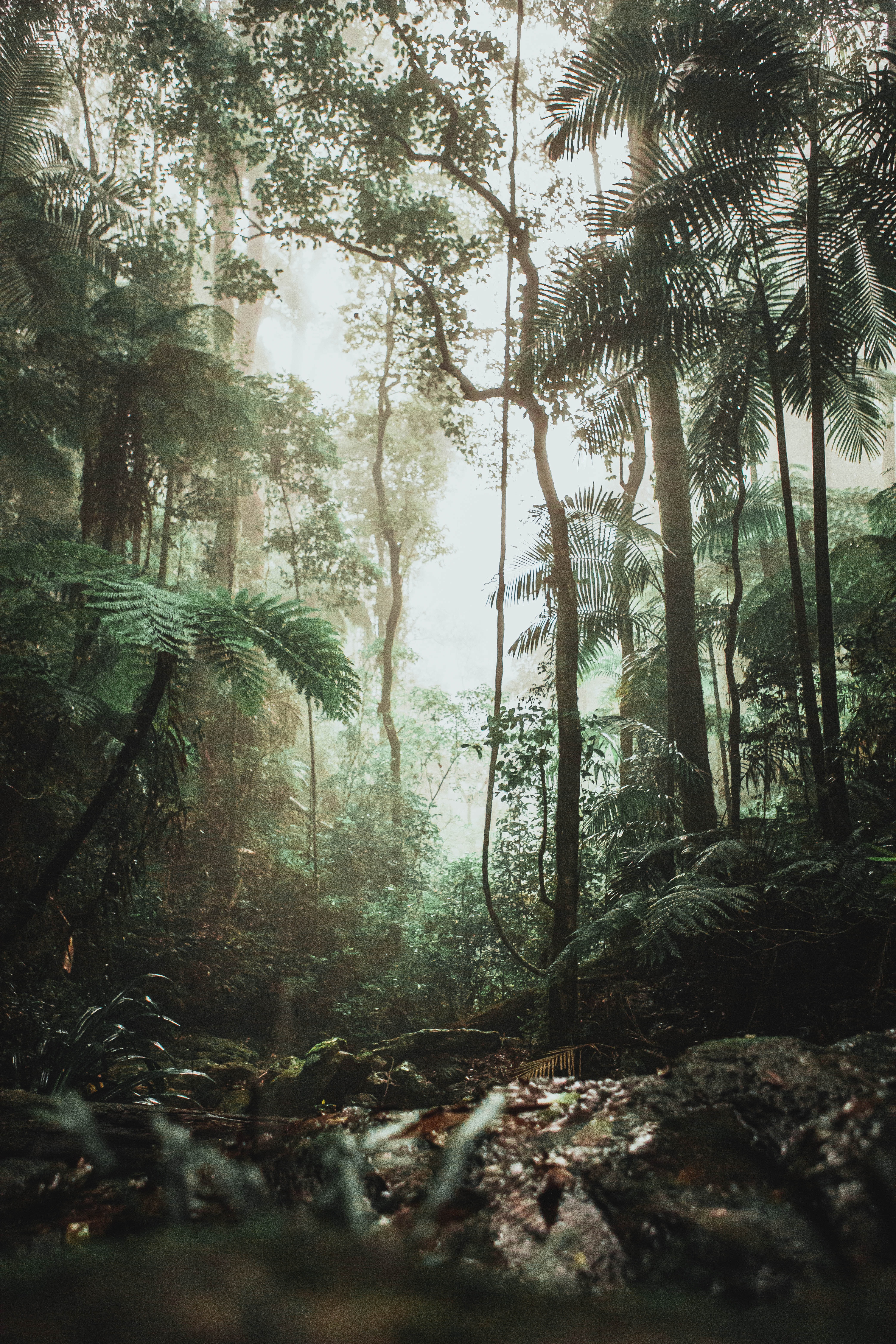 Free HD jungle, nature, trees, forest, vines, creepers