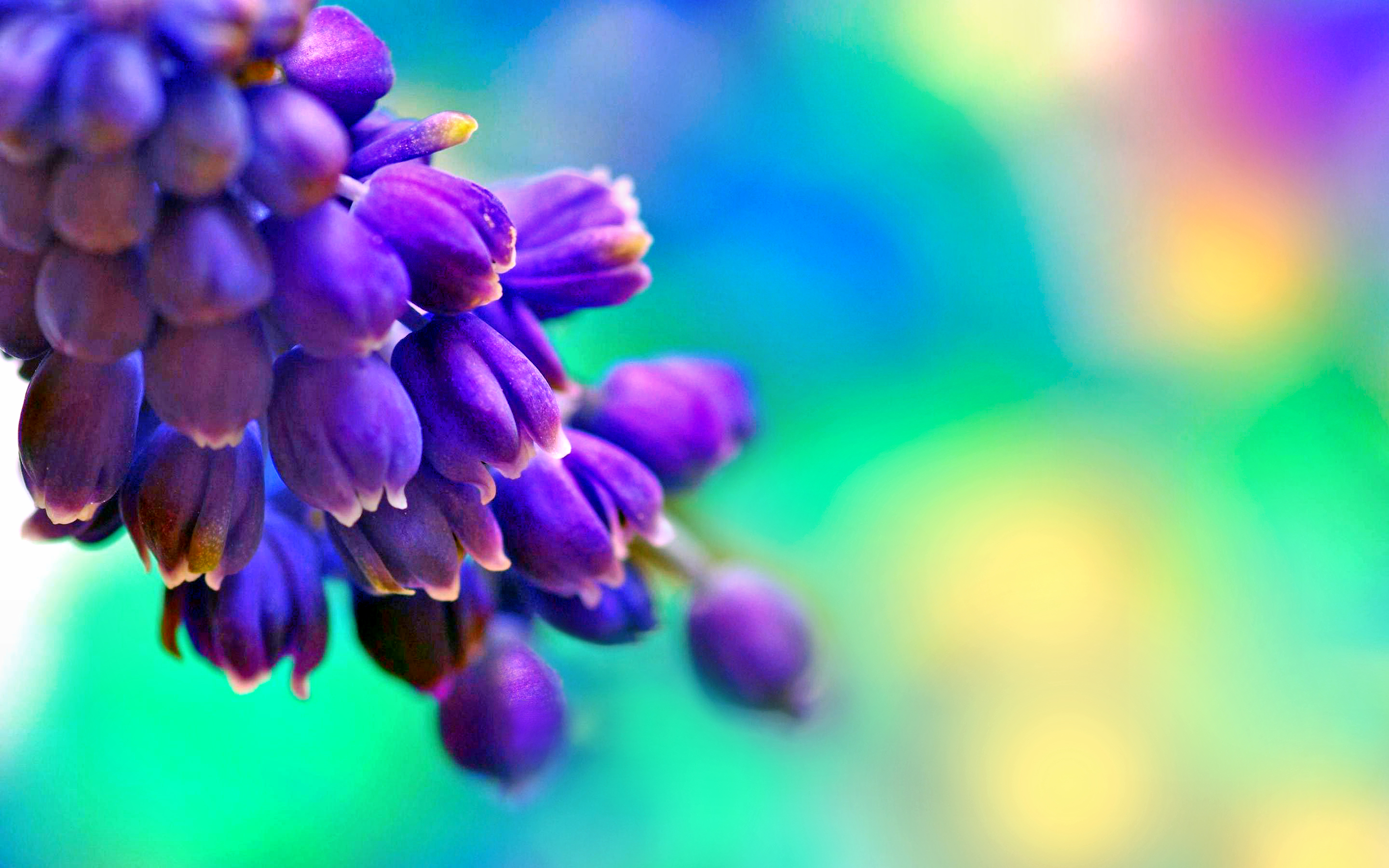 purple, earth, blossom, blue, pastel, violet, flowers Free Stock Photo