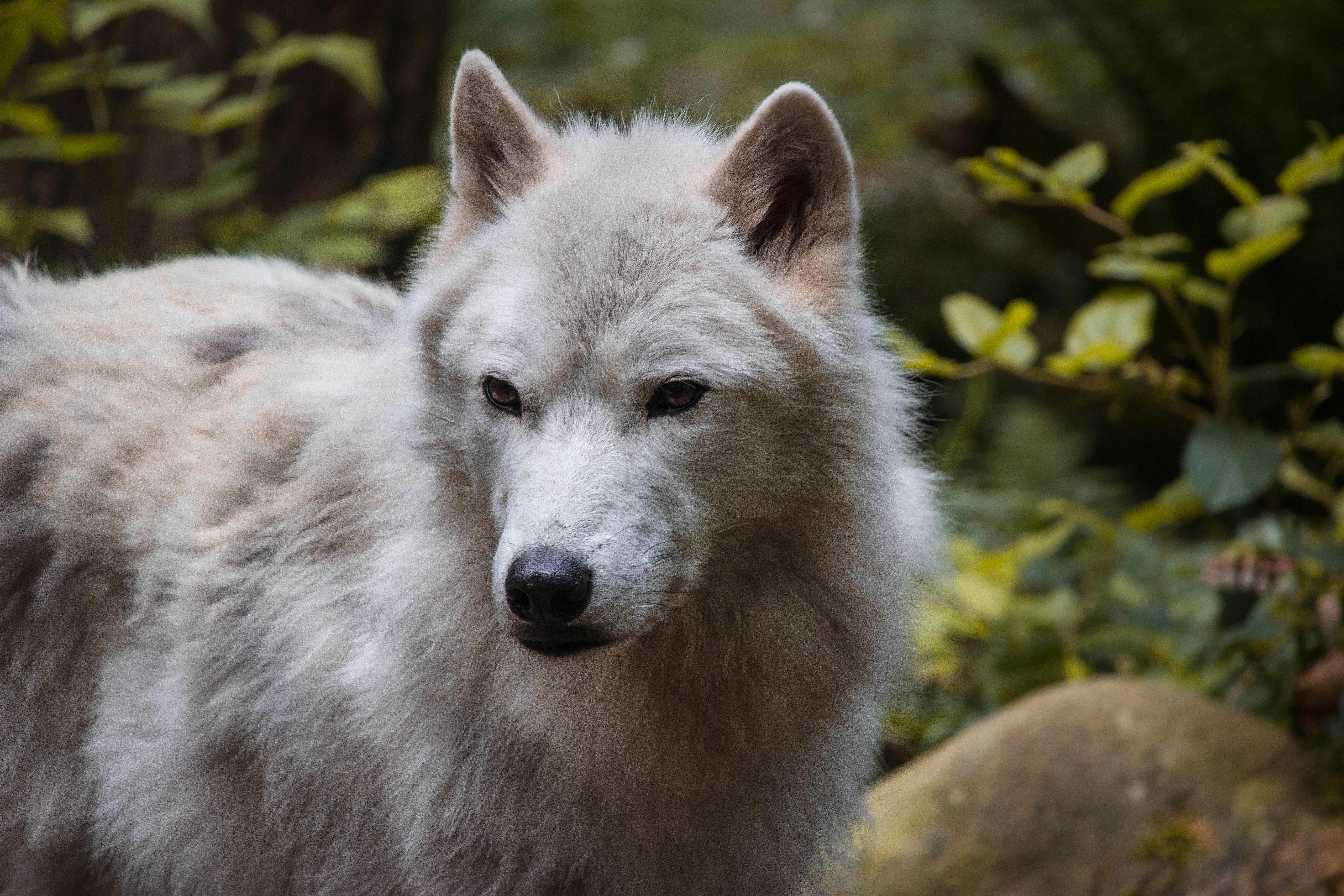 52466 Bild herunterladen tiere, weiß, schnauze, raubtier, predator, wolf, tier - Hintergrundbilder und Bildschirmschoner kostenlos