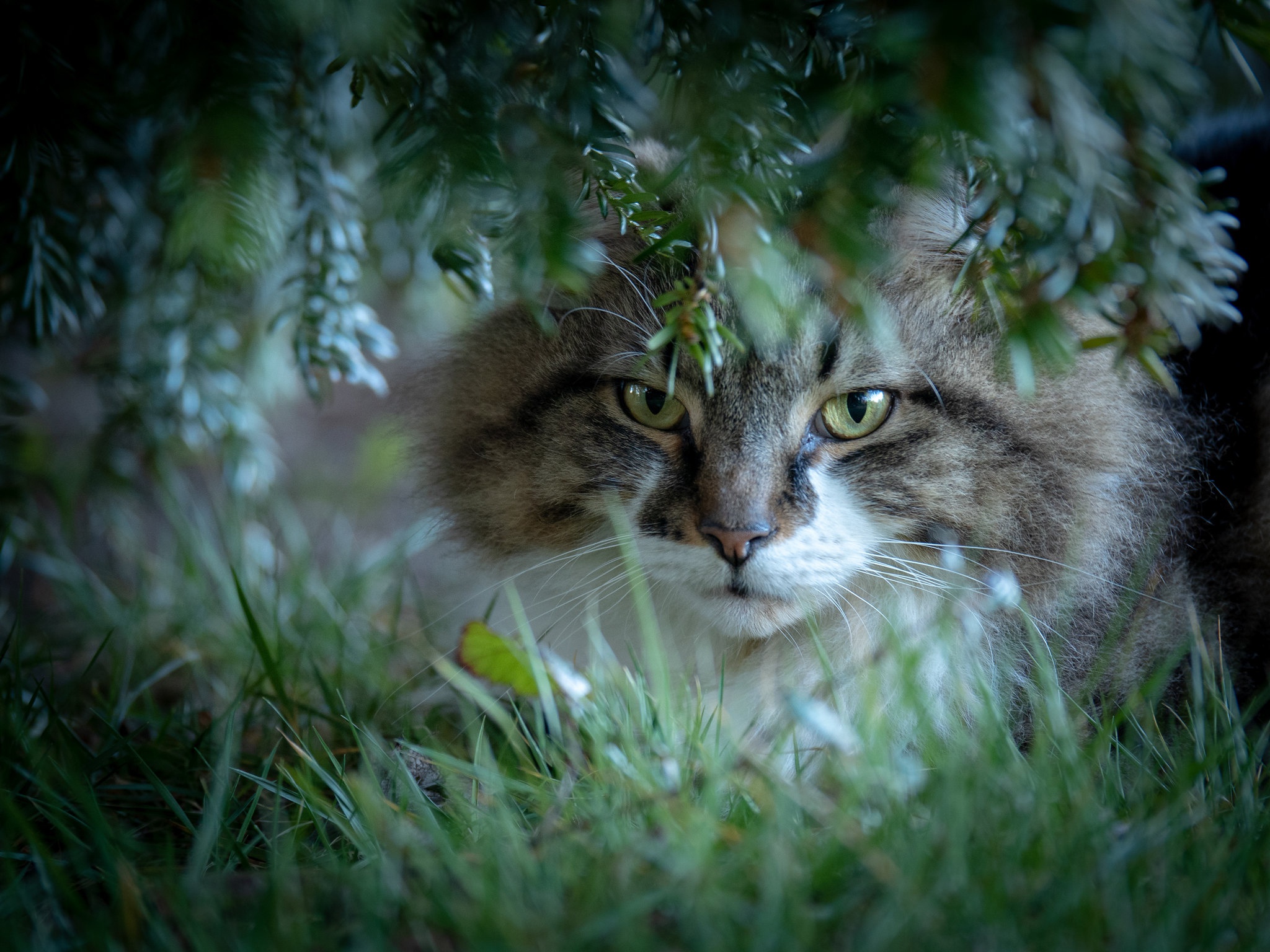 Мордочка норвежской Лесной кошки
