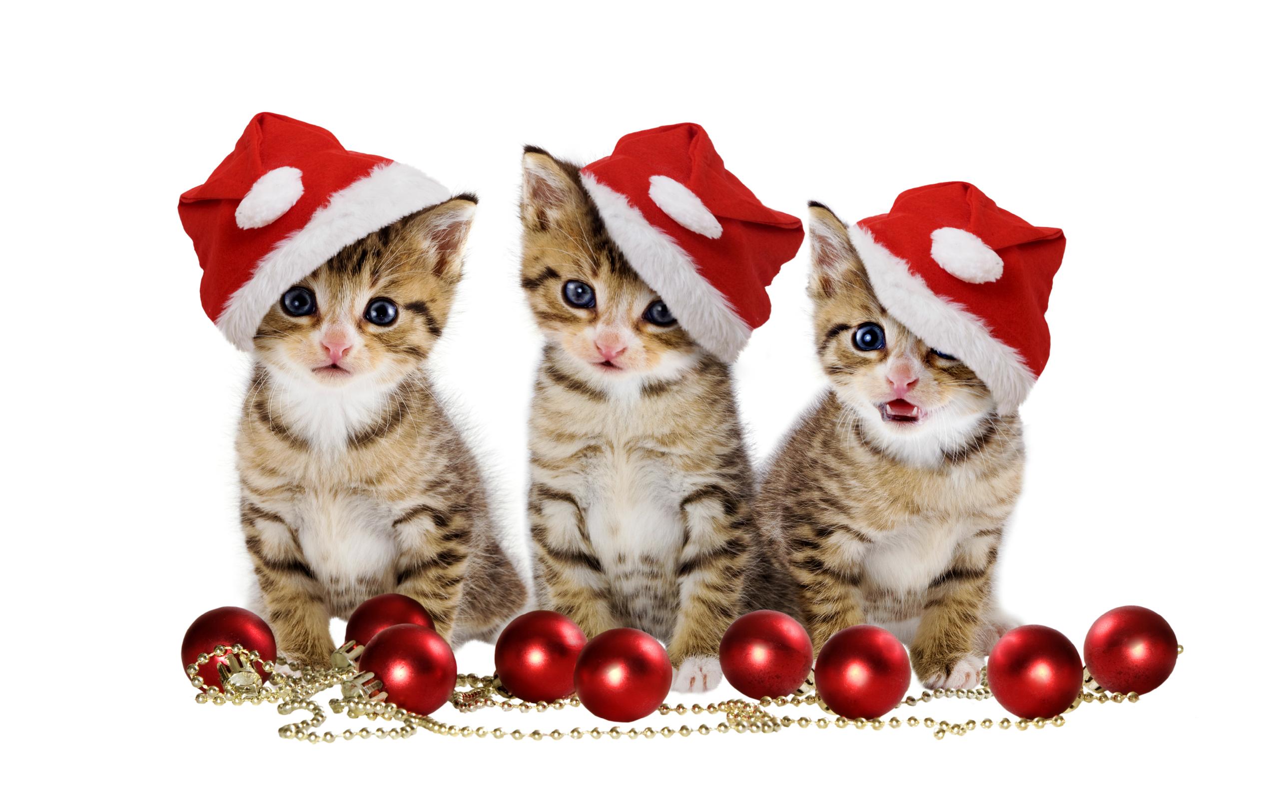 279385壁紙のダウンロード動物, ネコ, クリスマスオーナメント, クリスマス, 子猫, サンタハット, 猫-スクリーンセーバーと写真を無料で