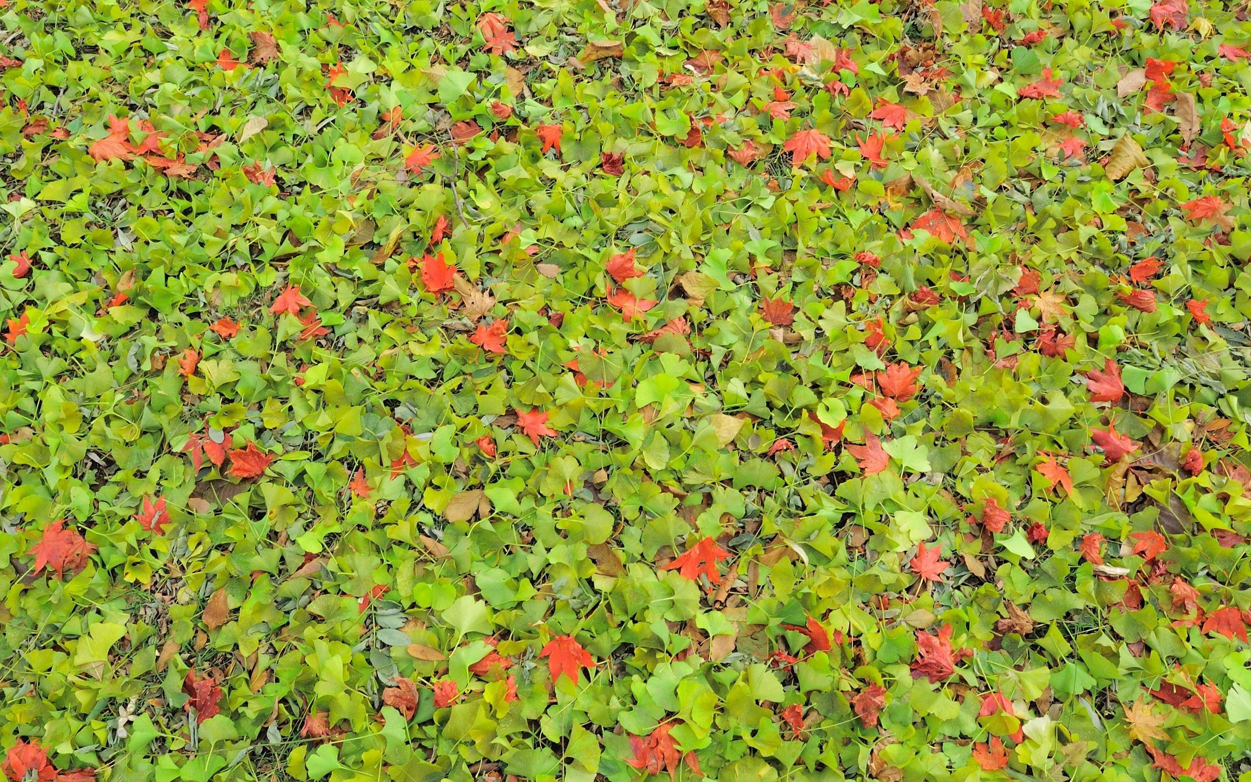 Ultra HD 4K nature, autumn, greens, leaves