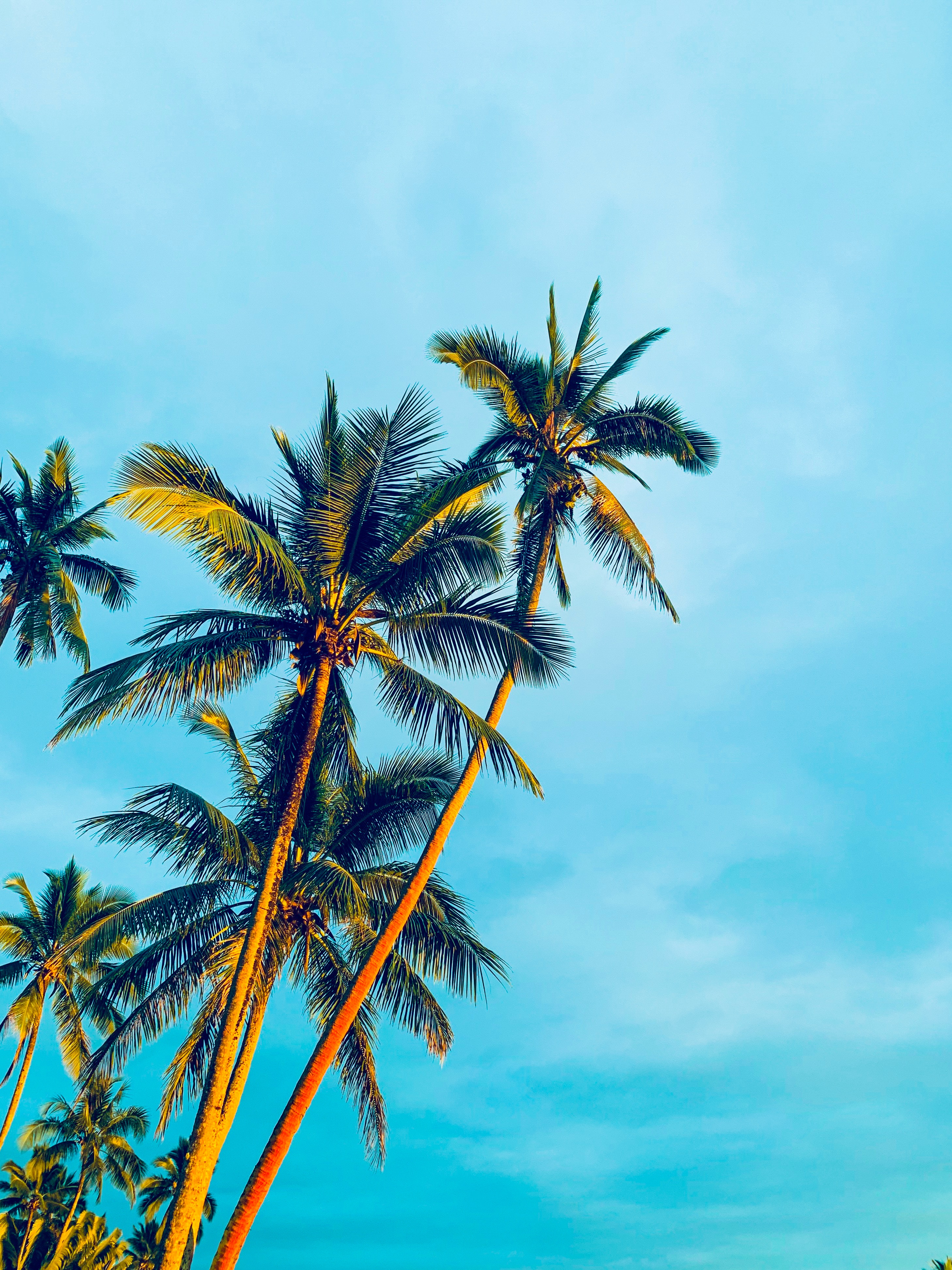 sky, palms, shine, light Tropics HQ Background Images
