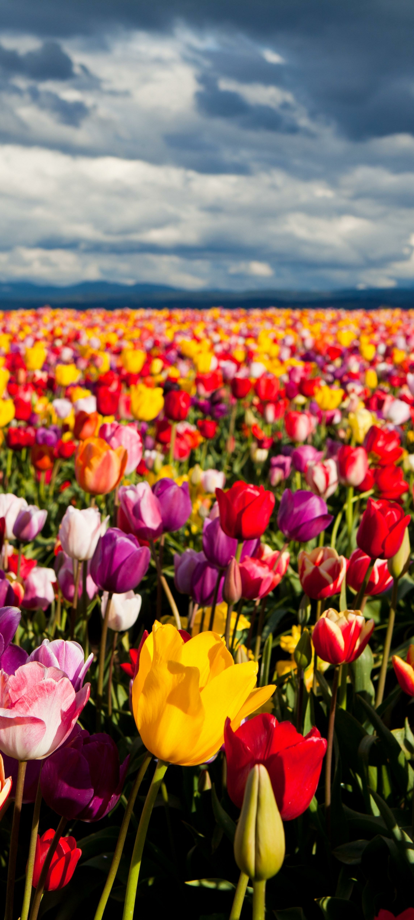 Mobile wallpaper: Landscape, Nature, Flowers, Flower, Earth, Field,  Colorful, Tulip, 1178256 download the picture for free.