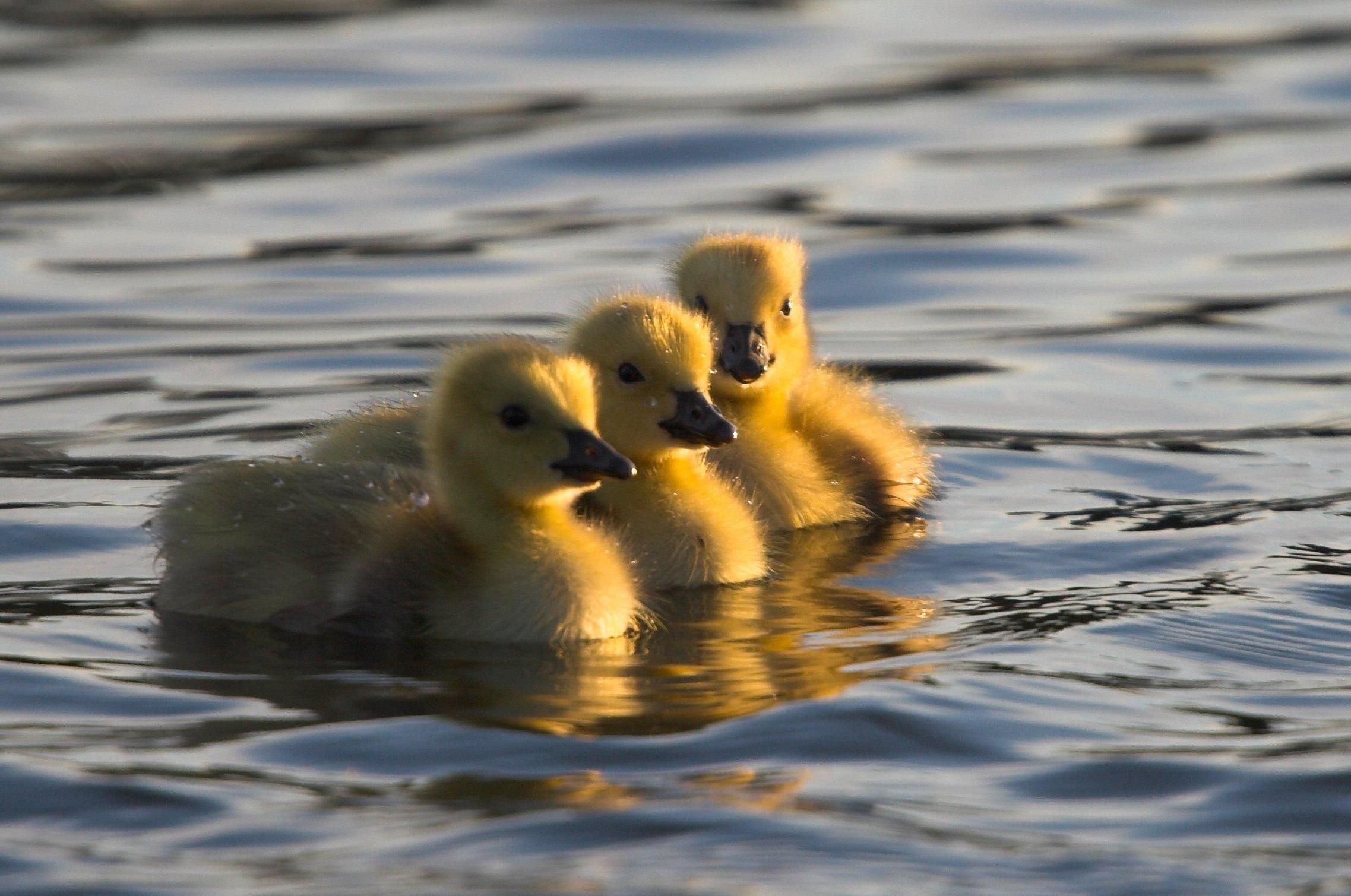 young, cubs, animals, ducklings collection of HD images