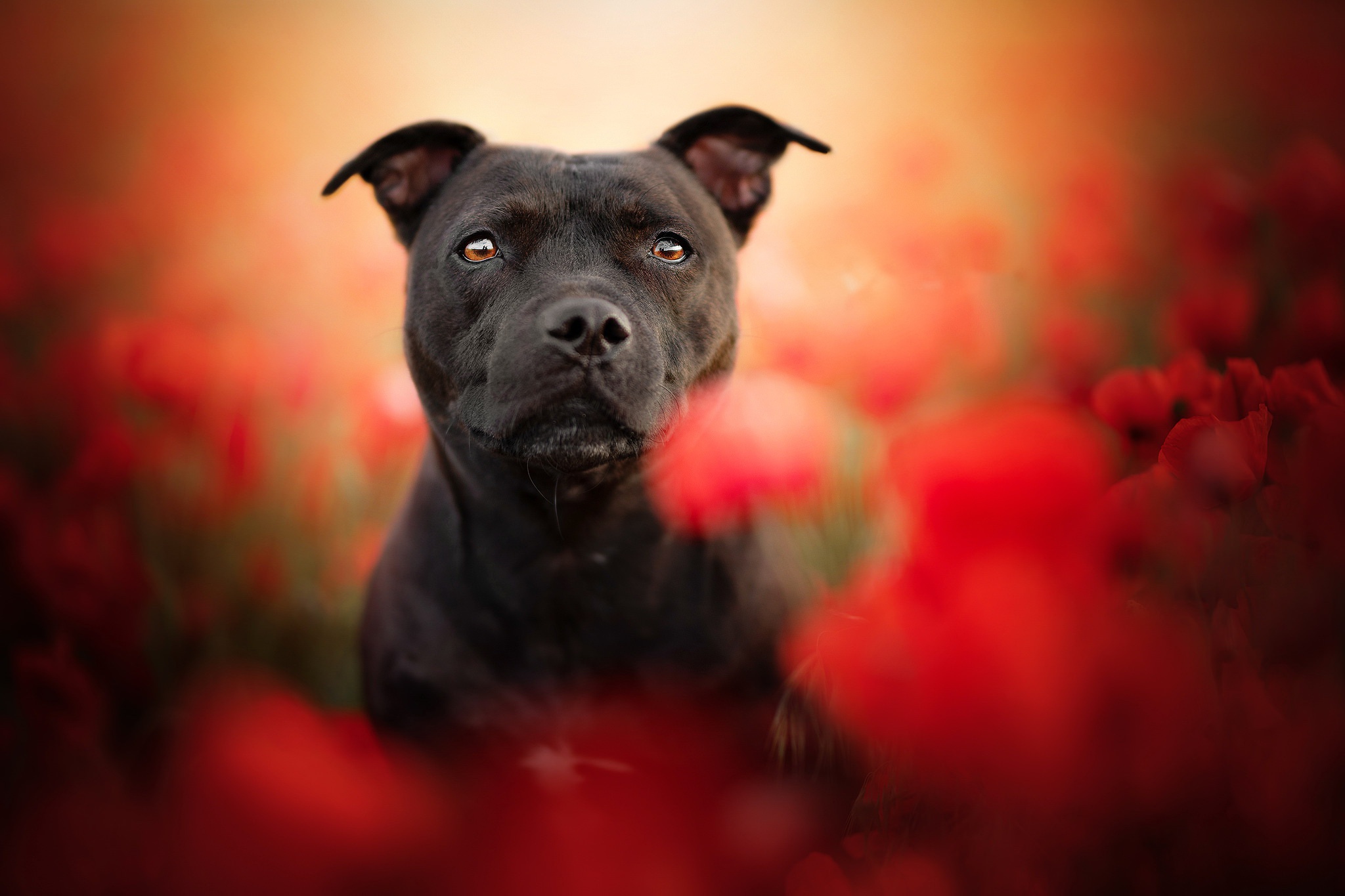 Descargar las imágenes de Bull Terrier gratis para teléfonos Android y  iPhone, fondos de pantalla de Bull Terrier para teléfonos móviles