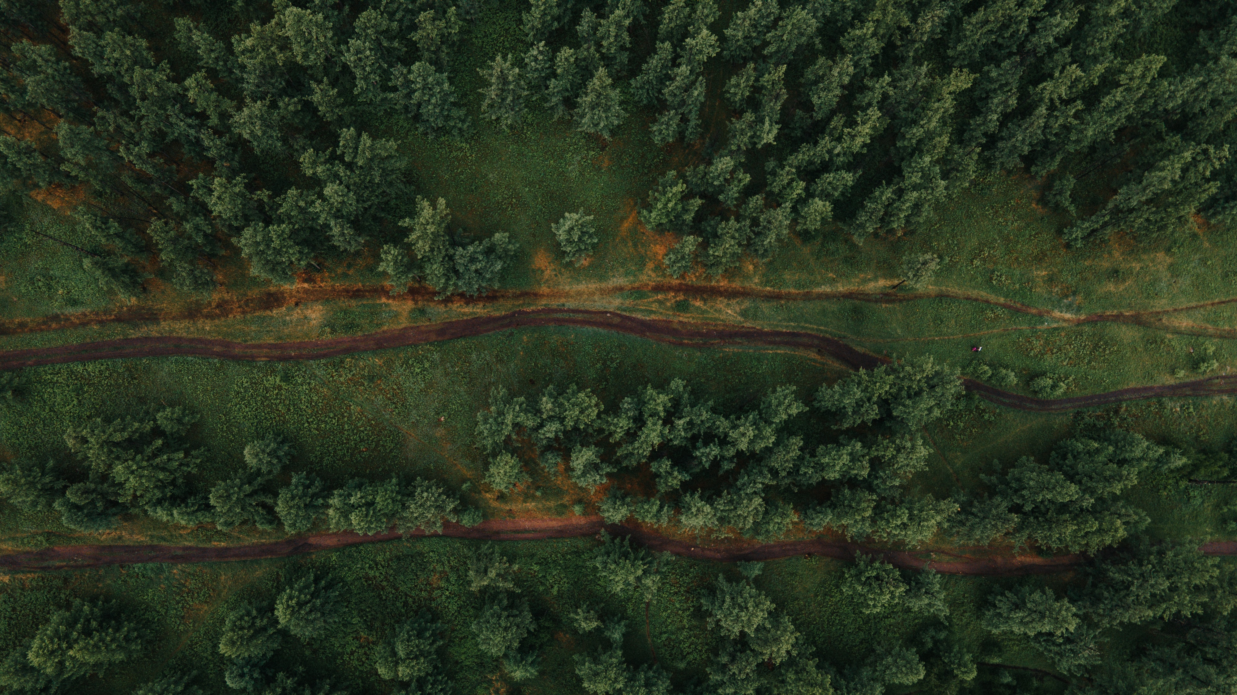 paths, nature, forest, view from above download for free