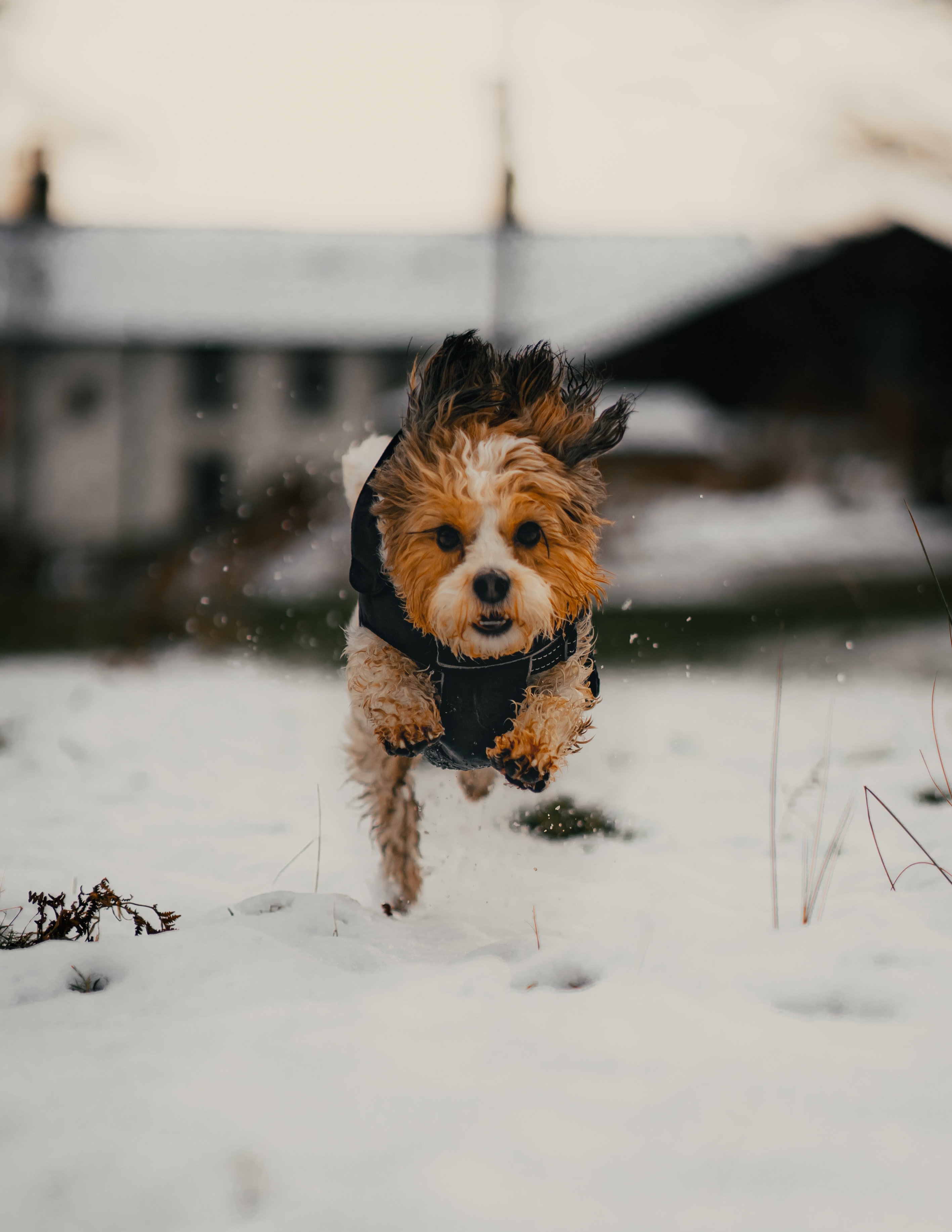 65296 download wallpaper puppy, funny, animals, snow, dog screensavers and pictures for free