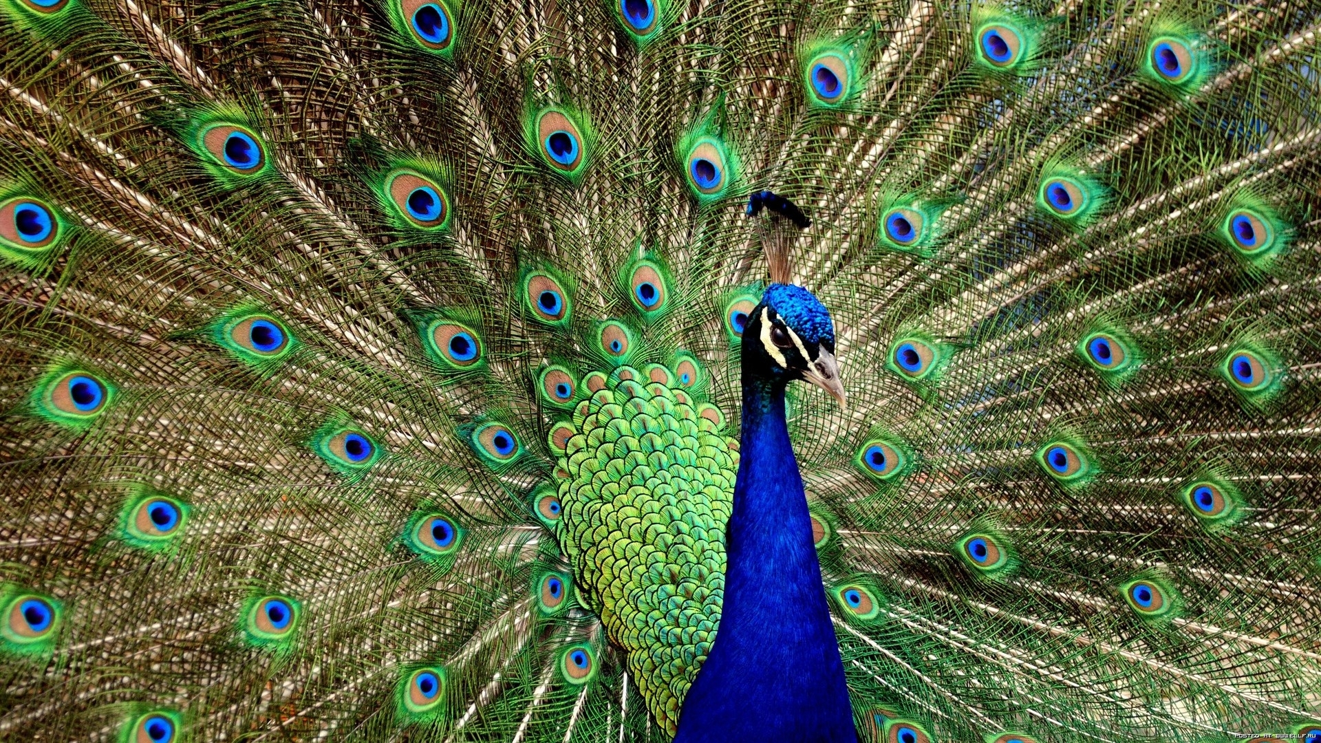 Download free Peacocks HD pictures