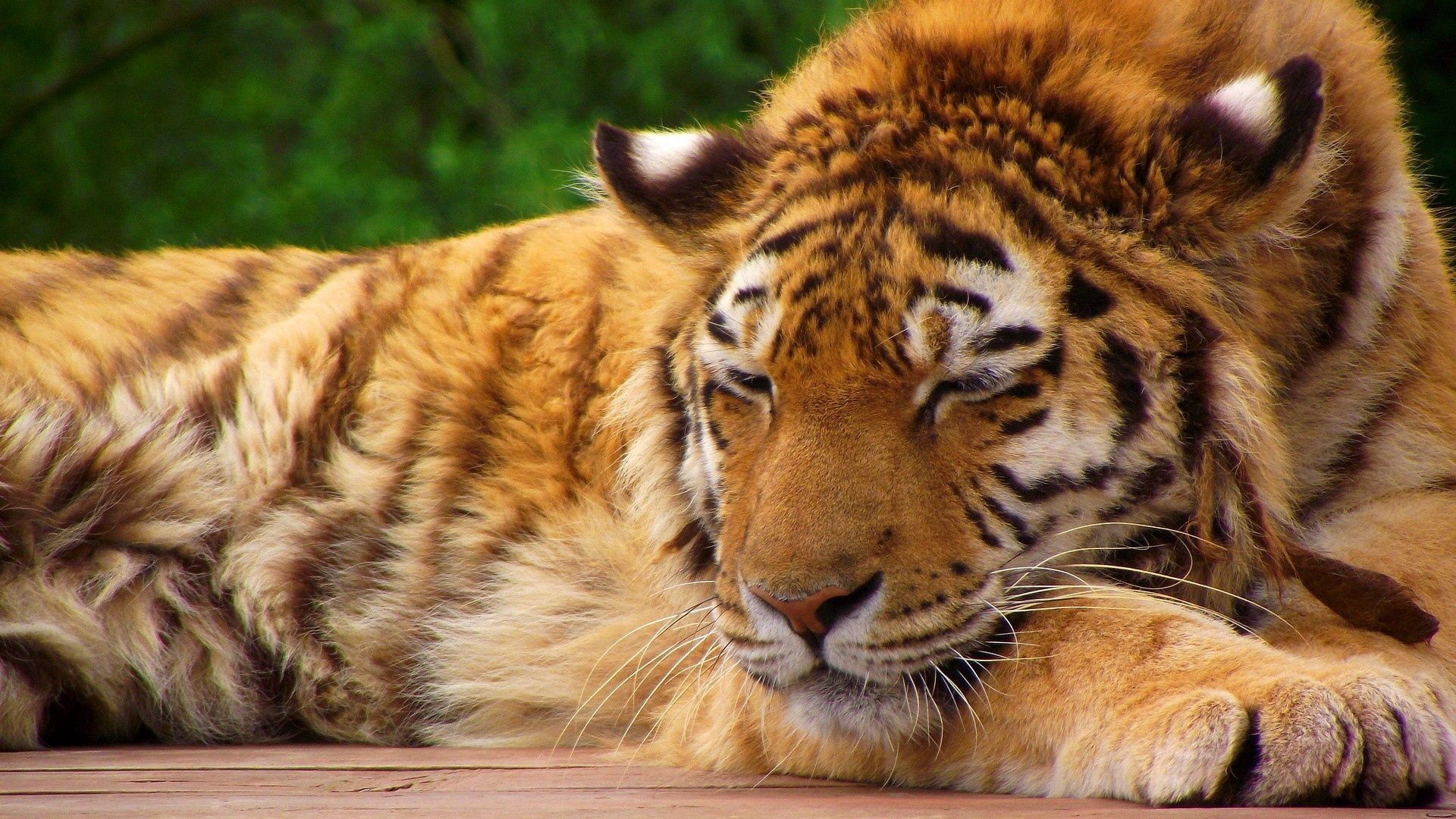 tiger, animals, striped, big cat Windows Mobile Wallpaper