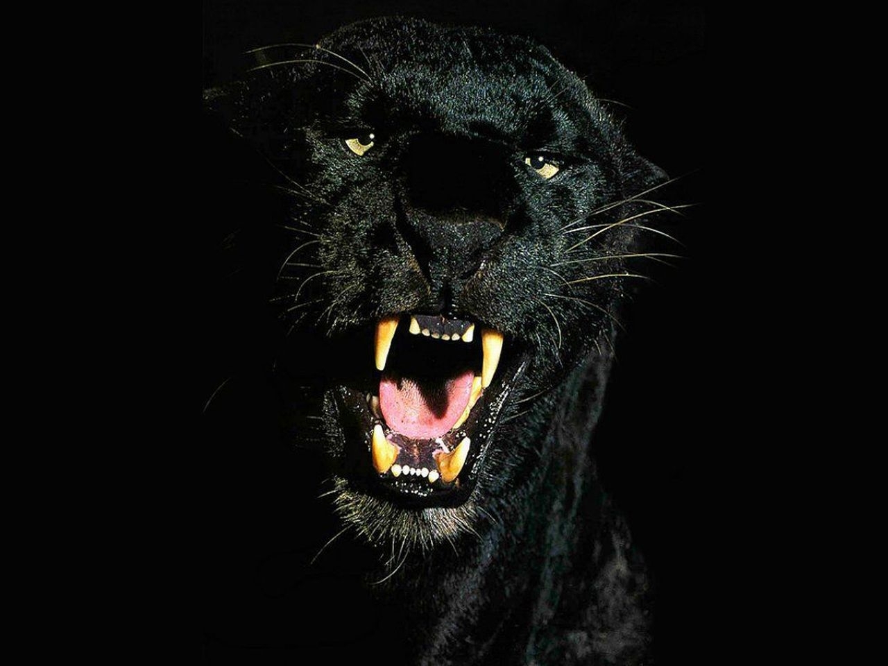 28445 download wallpaper animals, panthers, black screensavers and pictures for free