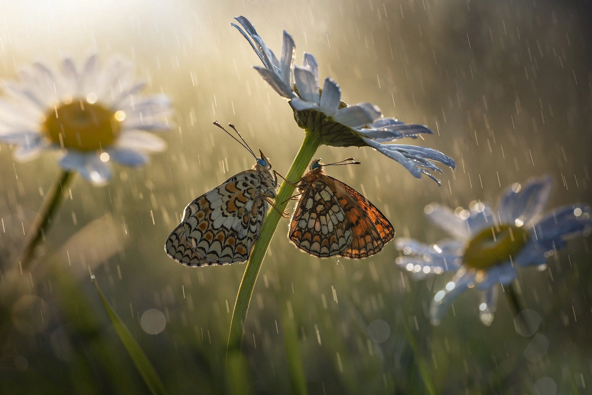 animal, butterfly, chamomile, flower, insect, macro, nature, rain wallpaper for mobile