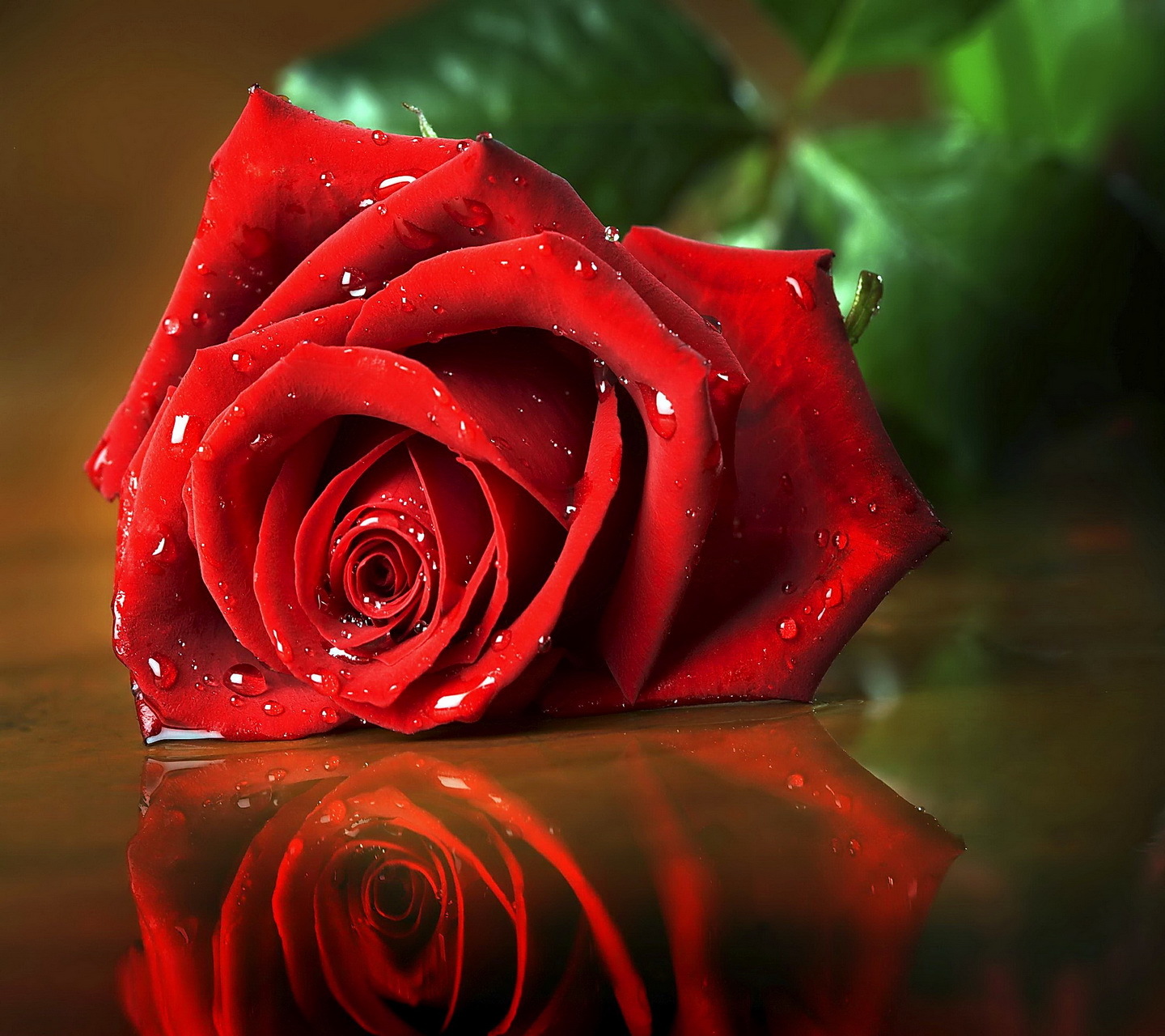 roses, flowers, red, plants wallpapers for tablet