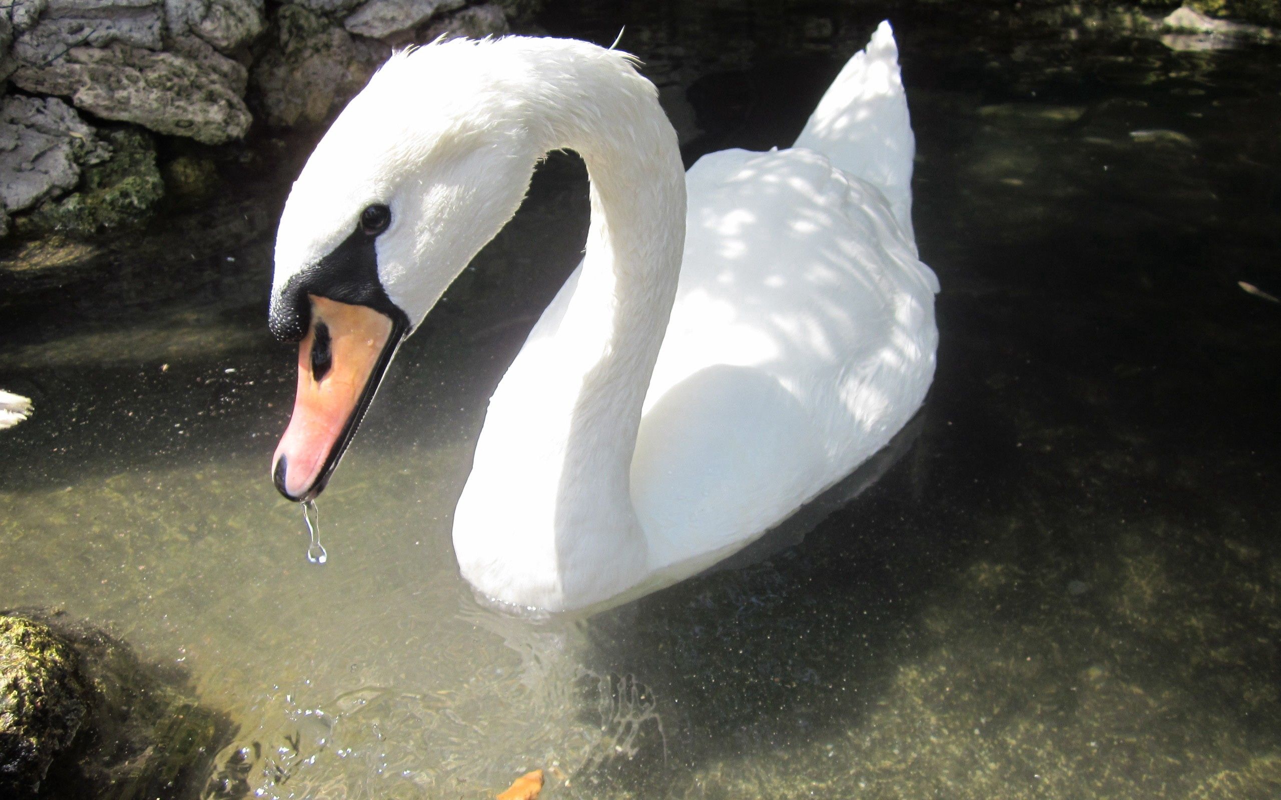 Wallpaper for mobile devices to swim, swan, animals, water