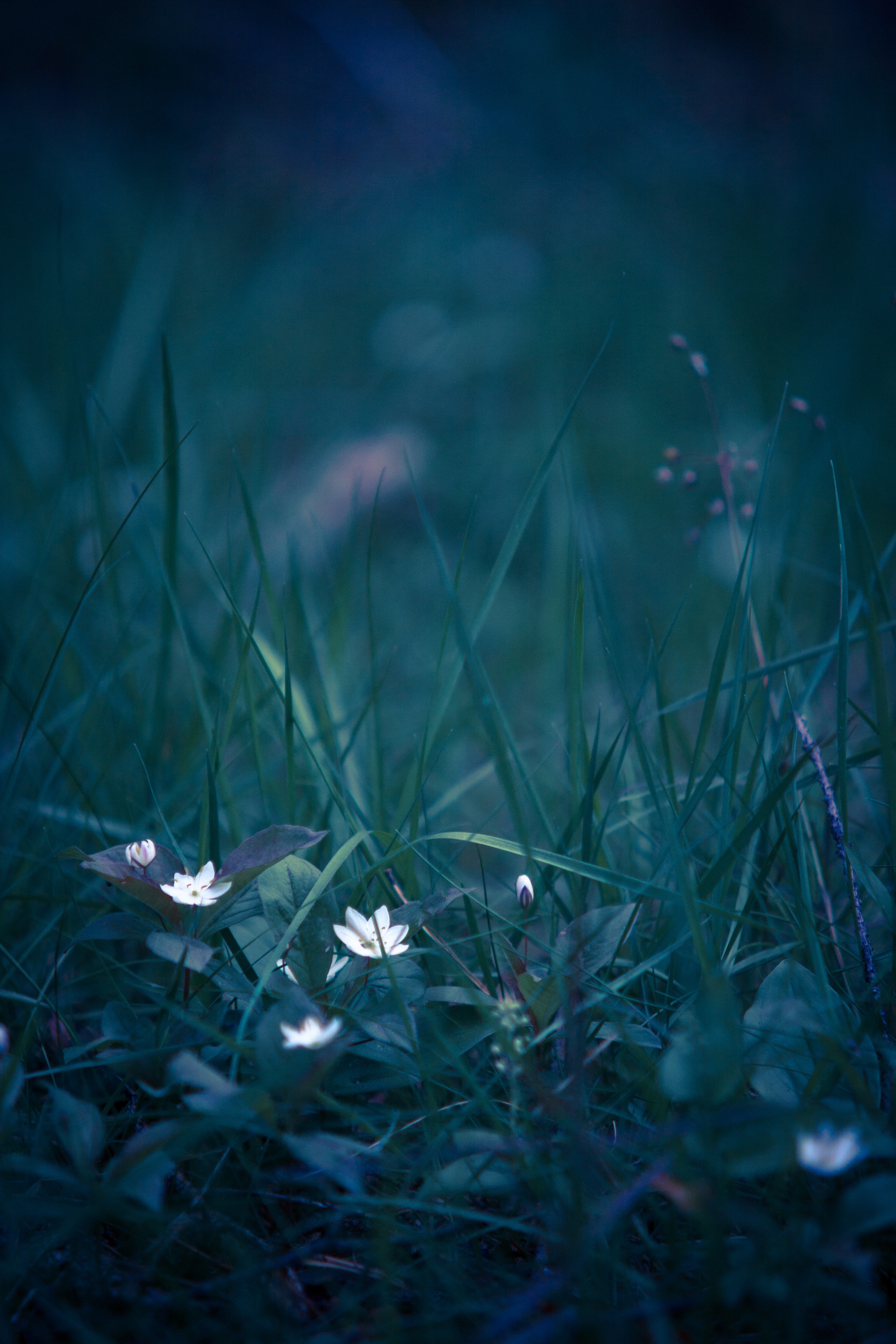 blur, flowers, grass, macro, smooth, wild flower, field flower