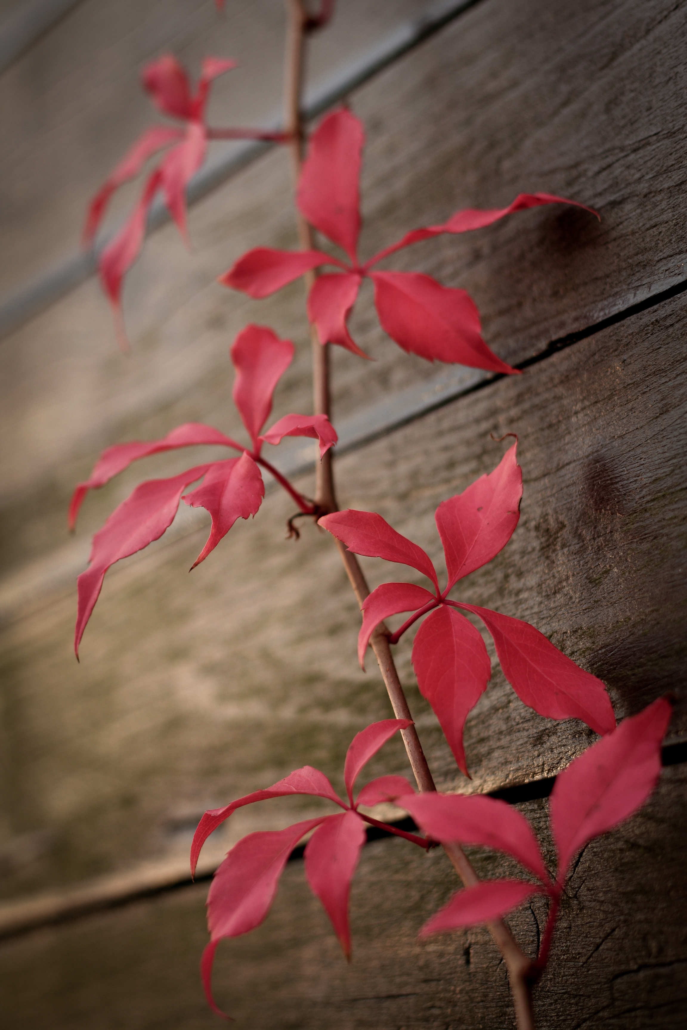 Free HD miscellaneous, red, leaves, plant, miscellanea, ivy