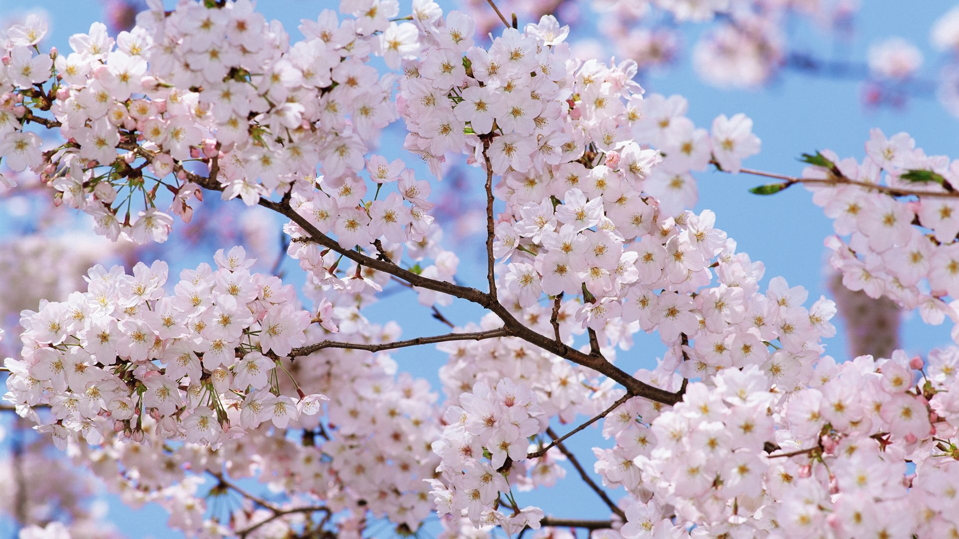mood, spring, flowers, sky, flowering, bloom, branch lock screen backgrounds