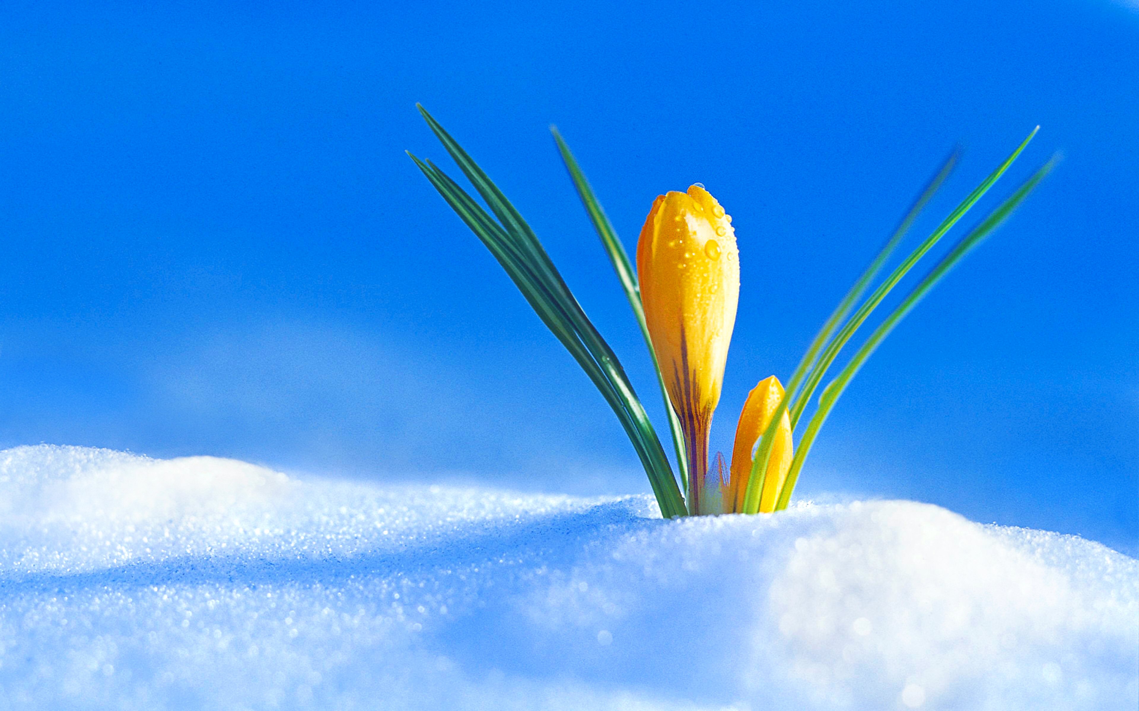 earth, crocus, colorful, nature, snow, spring