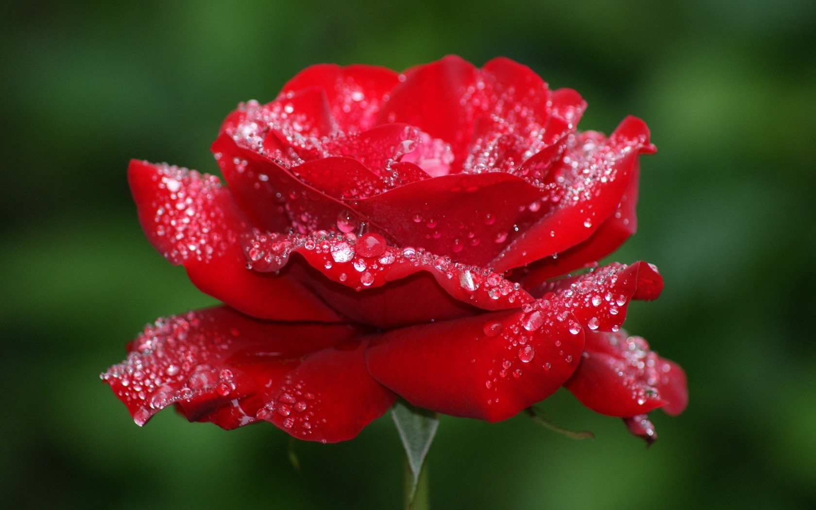 drops, plants, flowers, roses, red 2160p