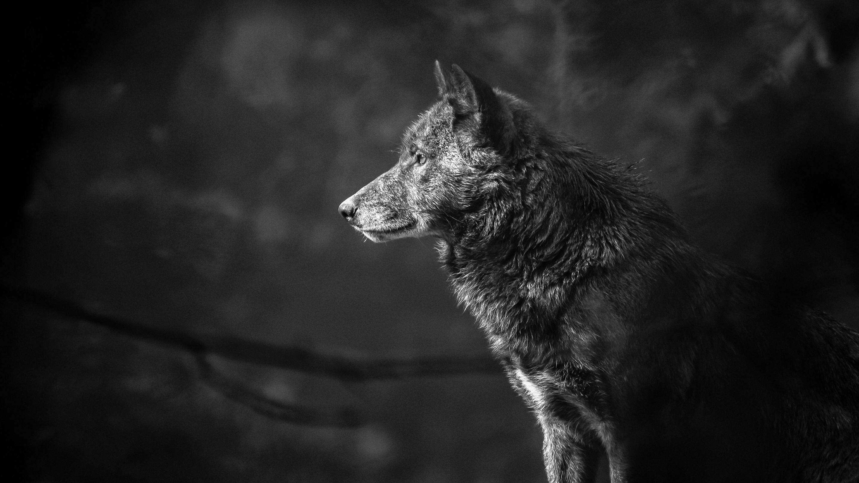 398326壁紙のダウンロード動物, 狼, 黒 白, 銃口, オオカミ-スクリーンセーバーと写真を無料で