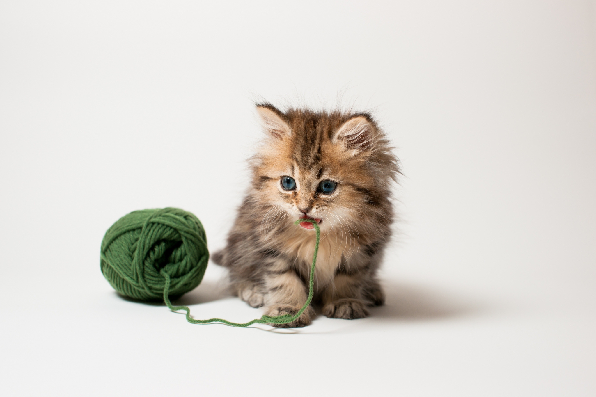 animals, fluffy, kitty, kitten, playful, threads, thread, kid, tot, clew lock screen backgrounds