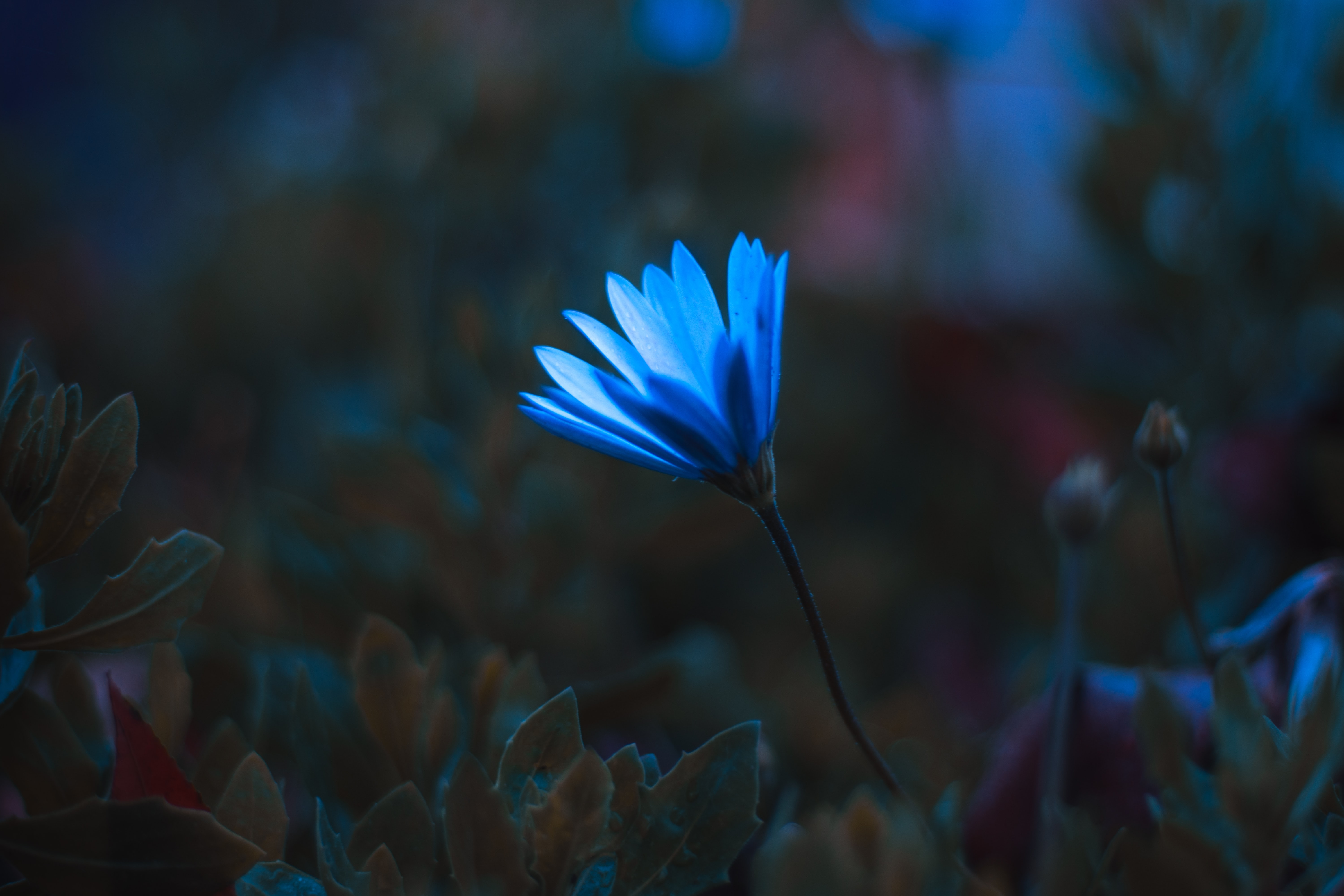 petals, flowers, blue, flower, macro 32K