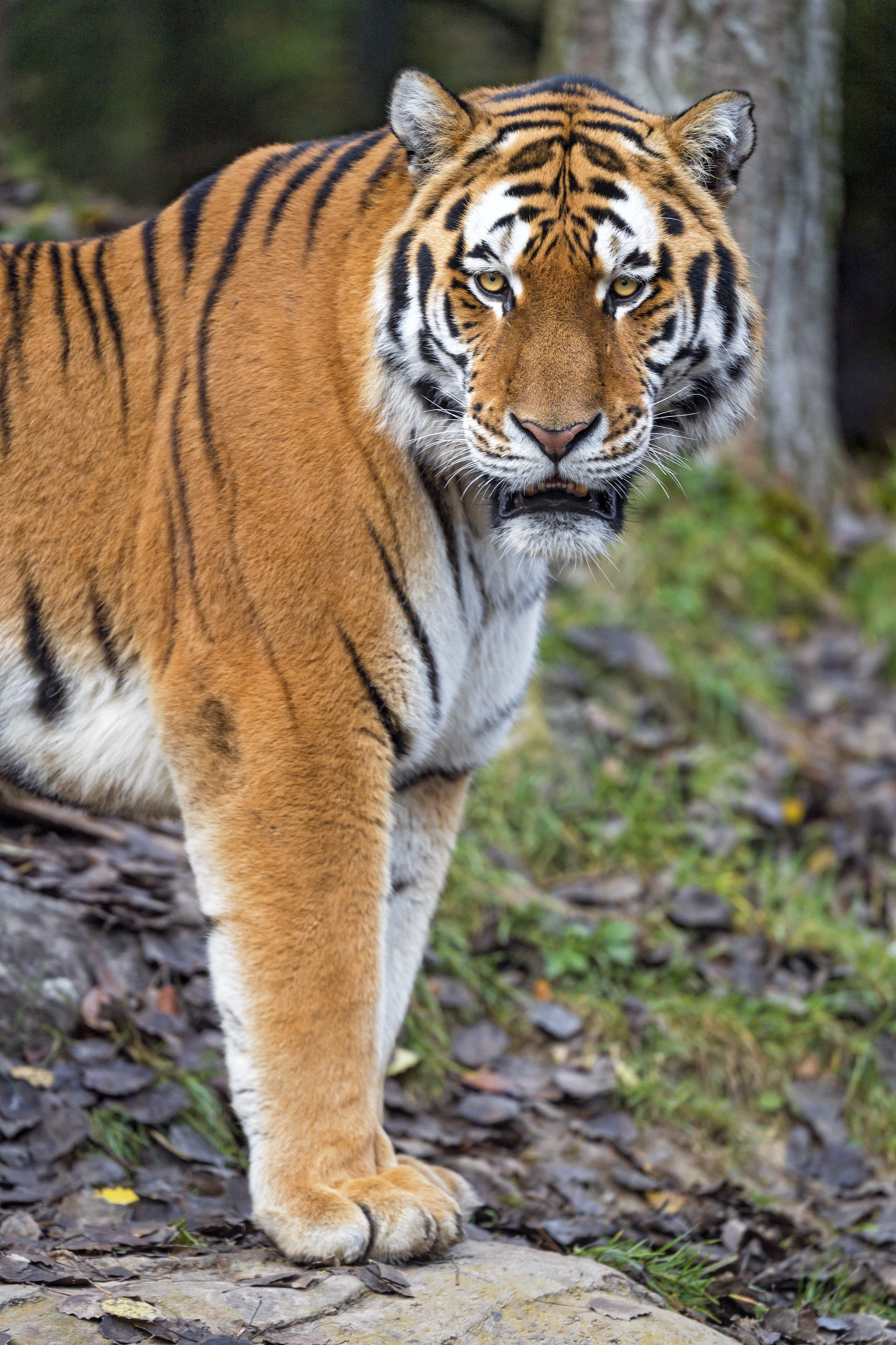 62775 descargar fondo de pantalla animales, depredador, gato grande, tigre, patas: protectores de pantalla e imágenes gratis