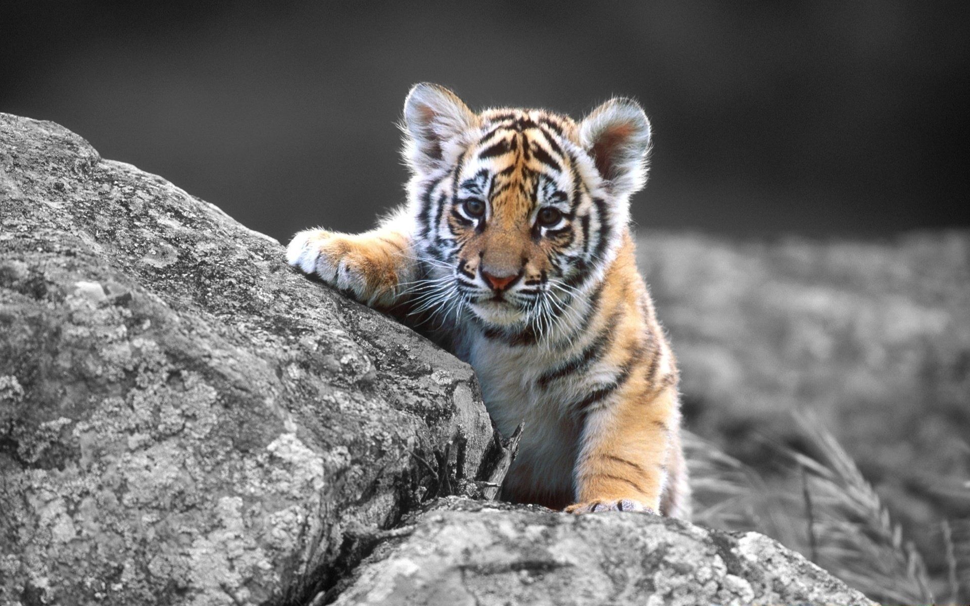 111610 Bild herunterladen tigerjunges, tiere, sitzen, junge, stein, tiger, ein stein, joey - Hintergrundbilder und Bildschirmschoner kostenlos