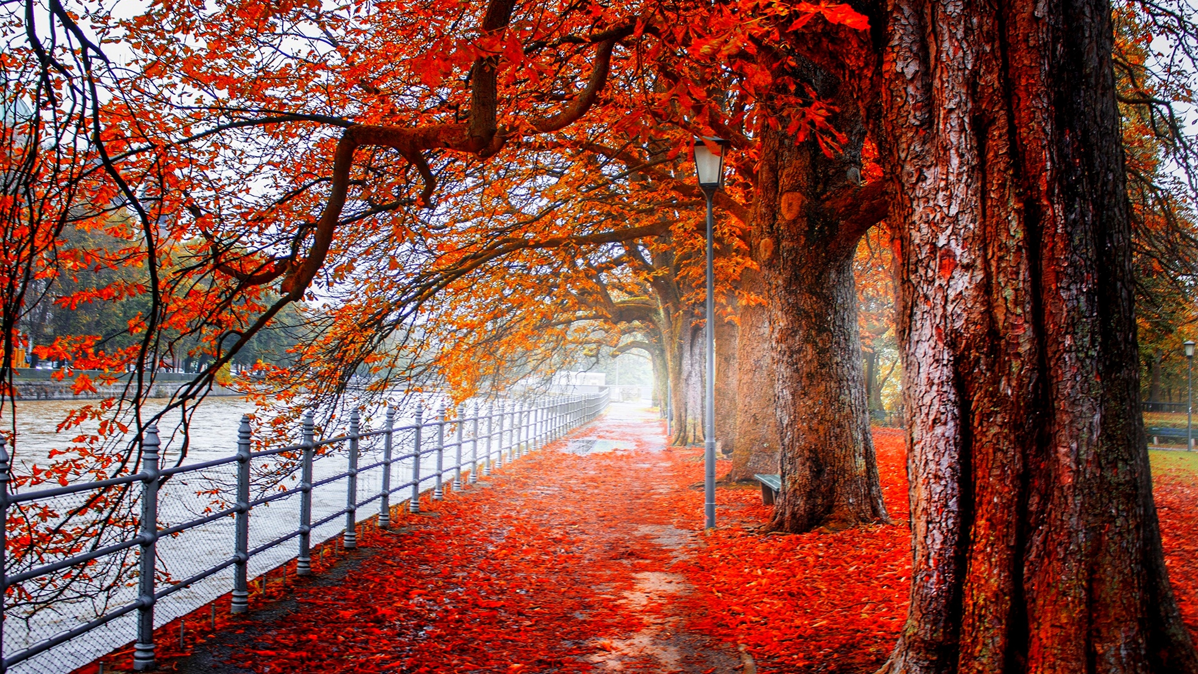 tree, photography, fall, leaf, park, fence, orange (color) Full HD