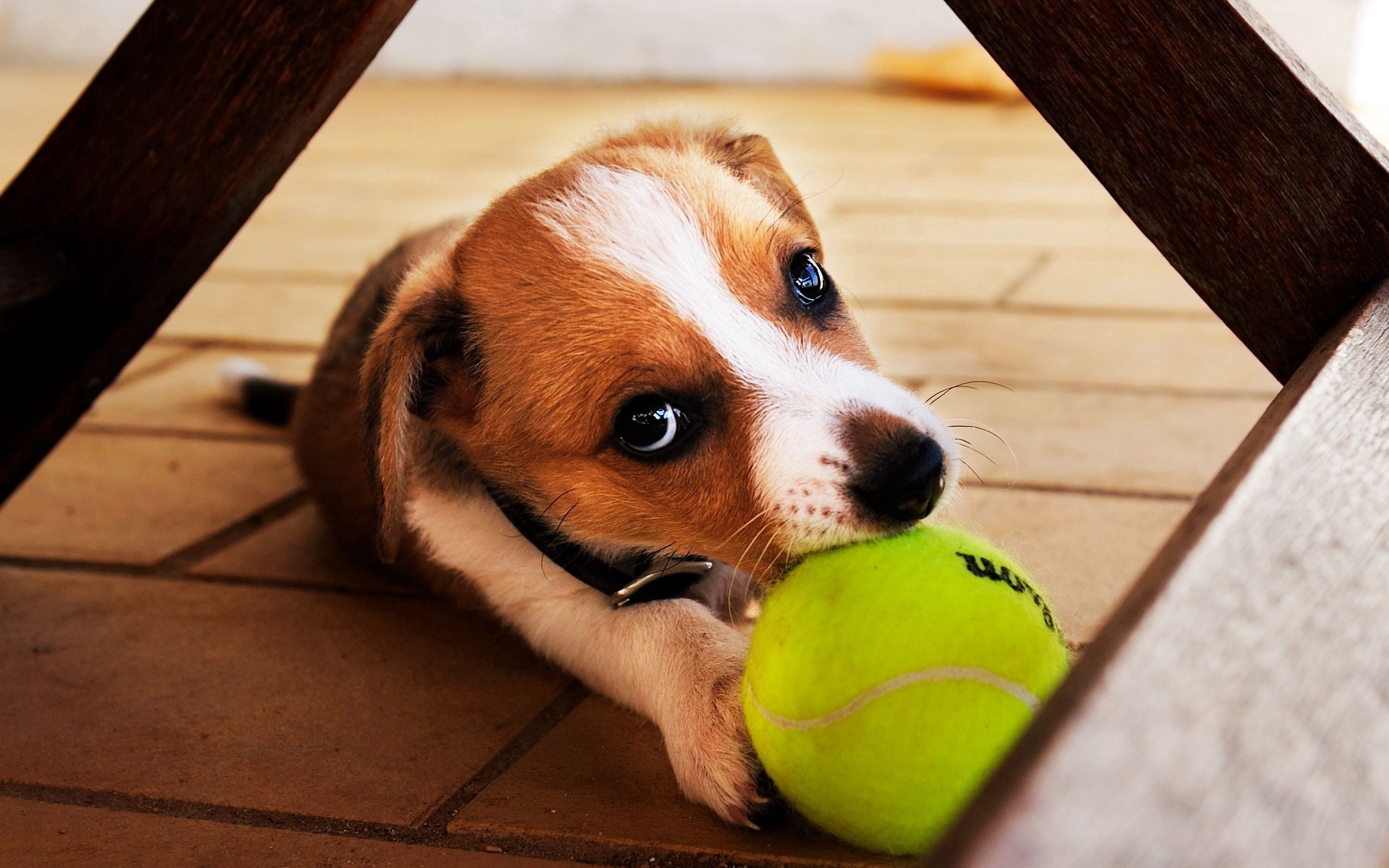 Laden Sie das Tiere, Hund, Ball, Spielerisch, Spielerische, Welpen, Hündchen, Abspielen, Spielen-Bild kostenlos auf Ihren PC-Desktop herunter