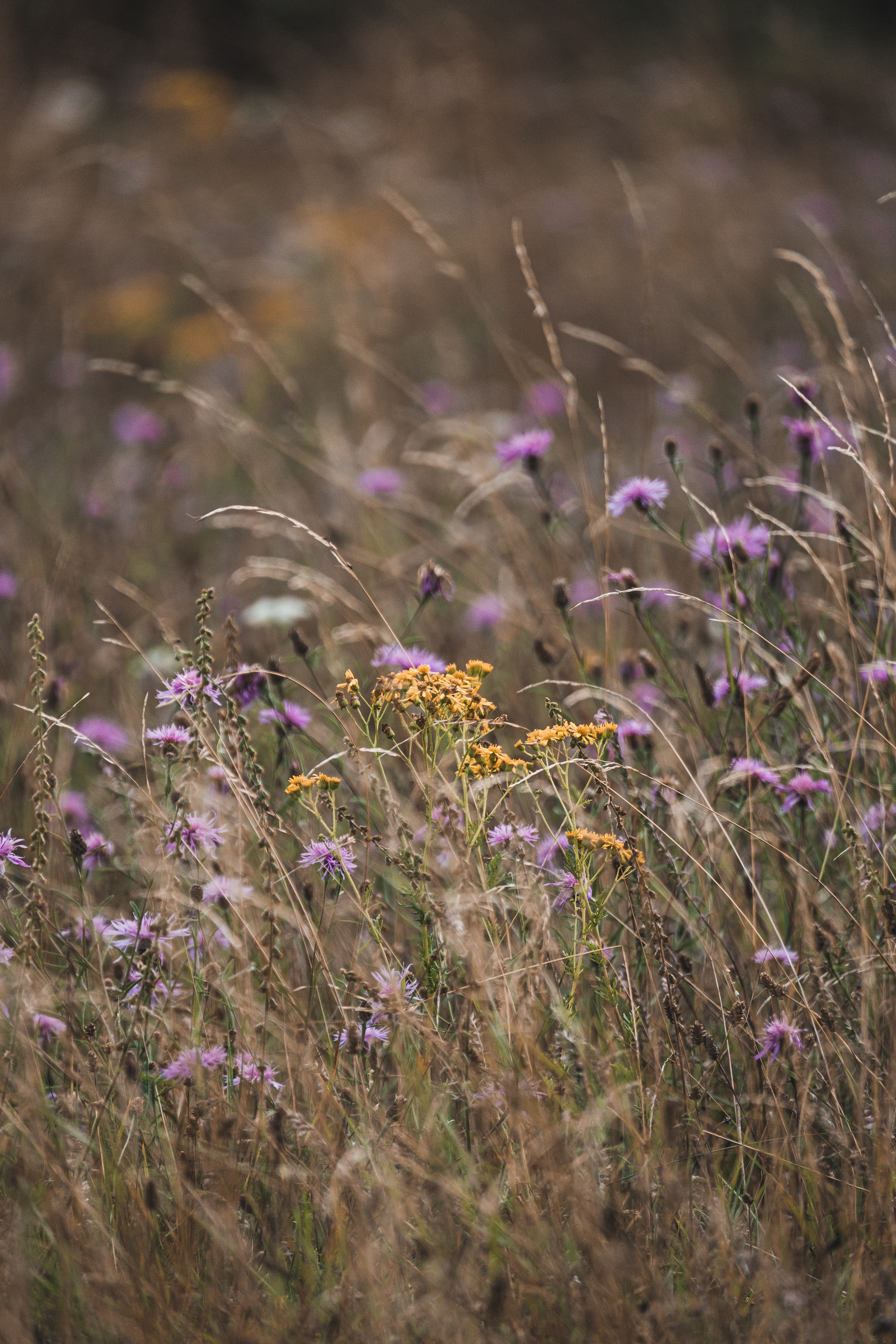 QHD wallpaper grass, flowers, field