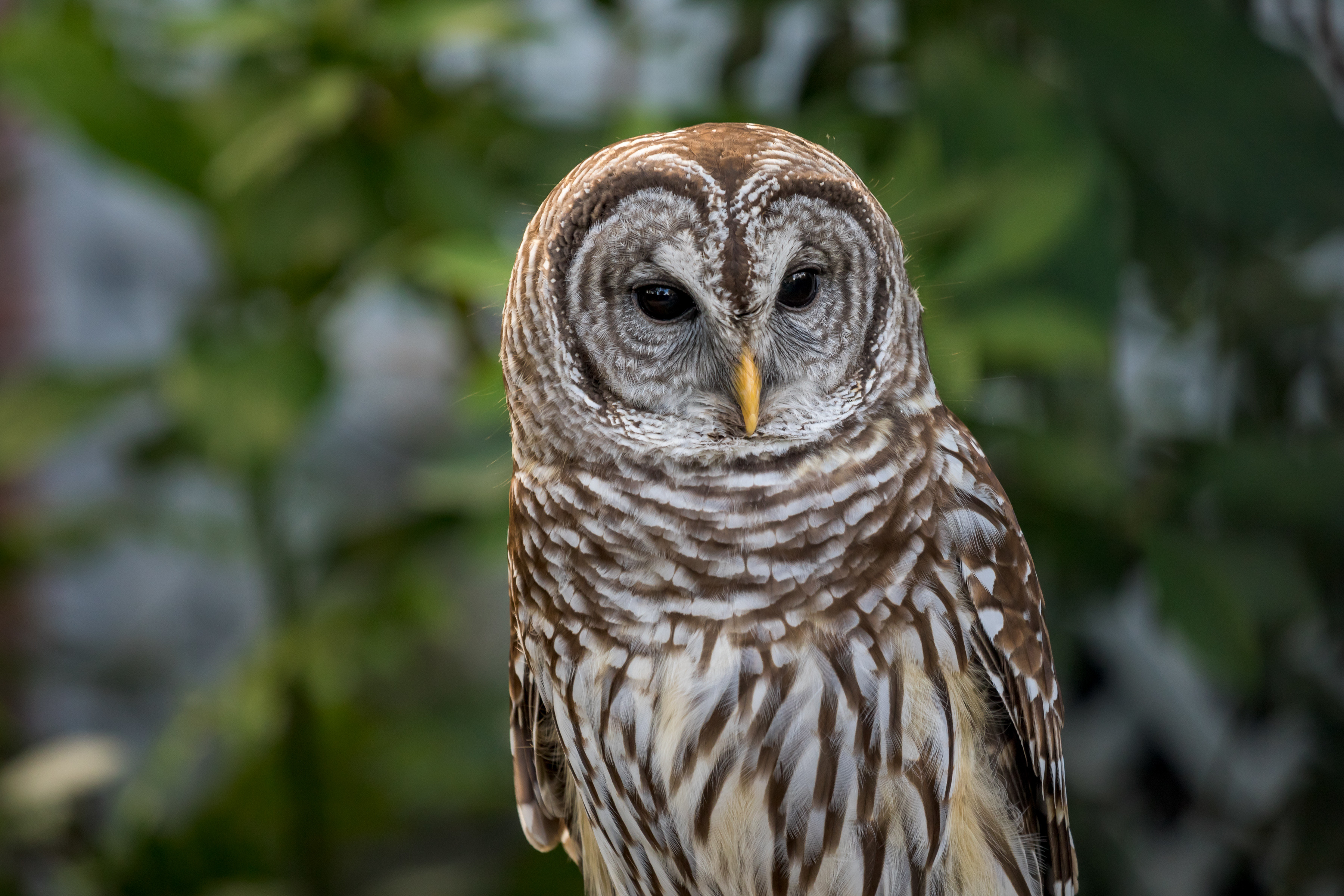 predator, bird, animals, eagle owl Owl Tablet Wallpapers