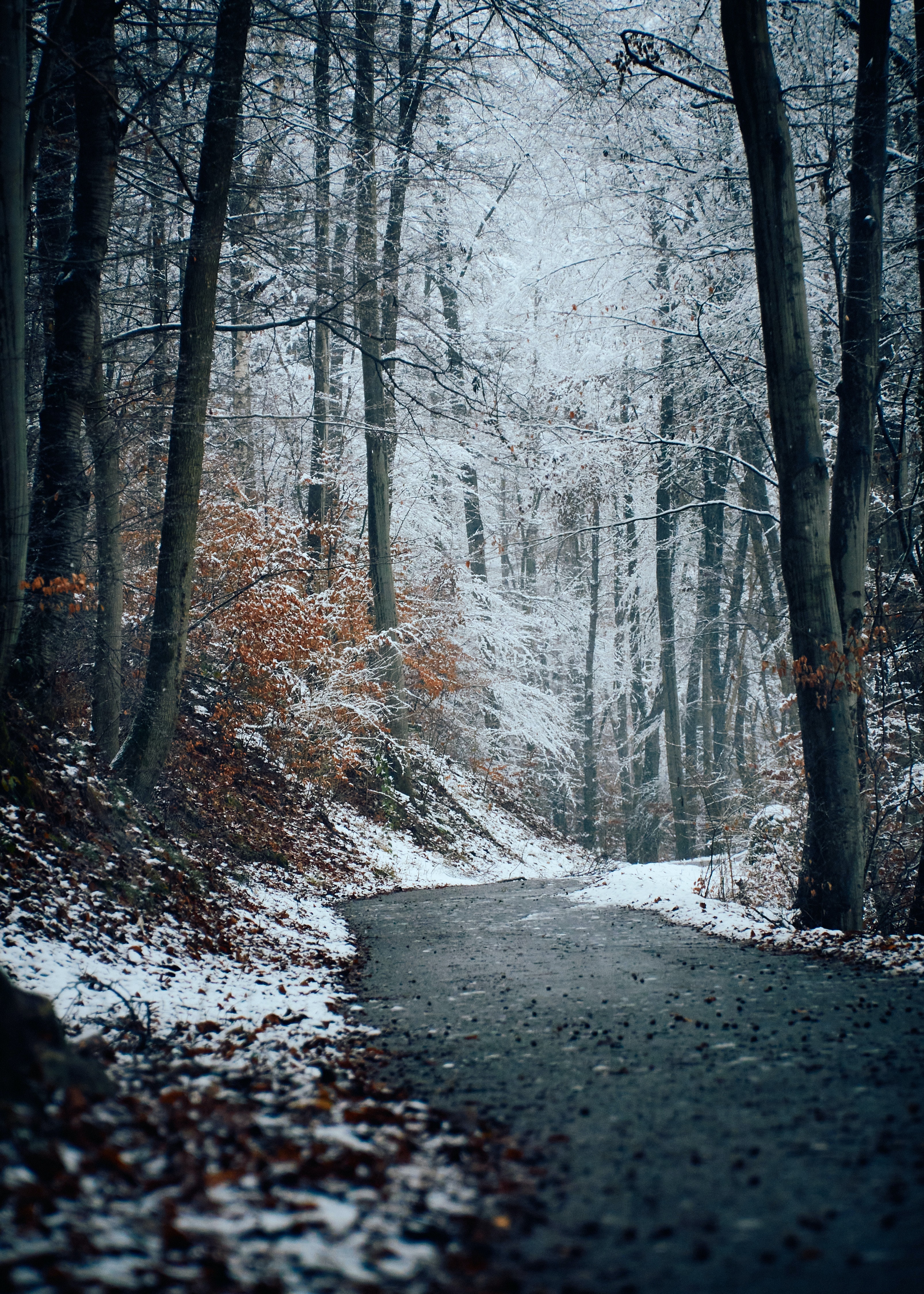 Laden Sie das Winter, Natur, Bäume, Schnee, Wald, Spur, Track-Bild kostenlos auf Ihren PC-Desktop herunter