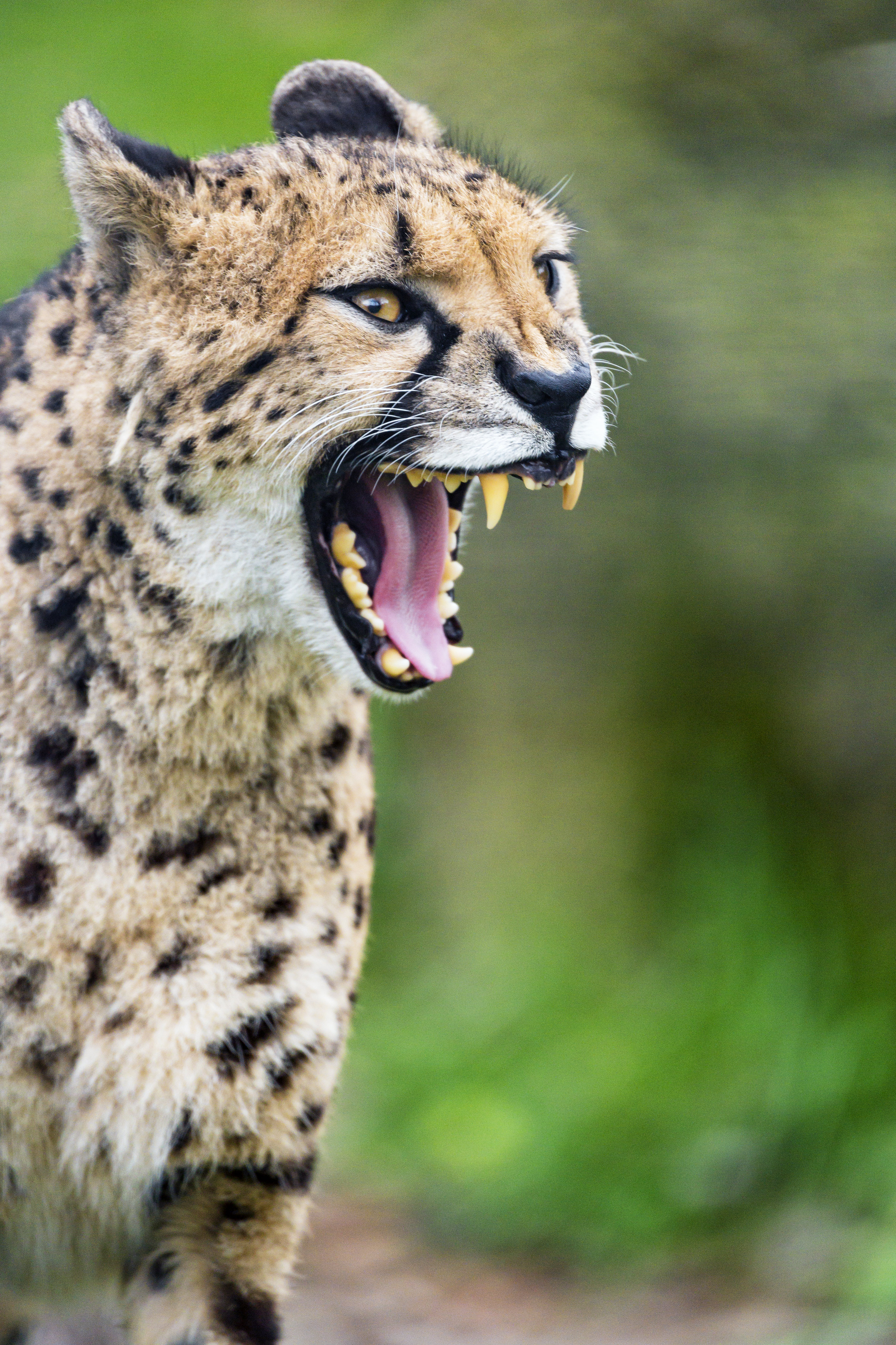 73733 download wallpaper animals, cheetah, grin, predator, big cat, fangs screensavers and pictures for free